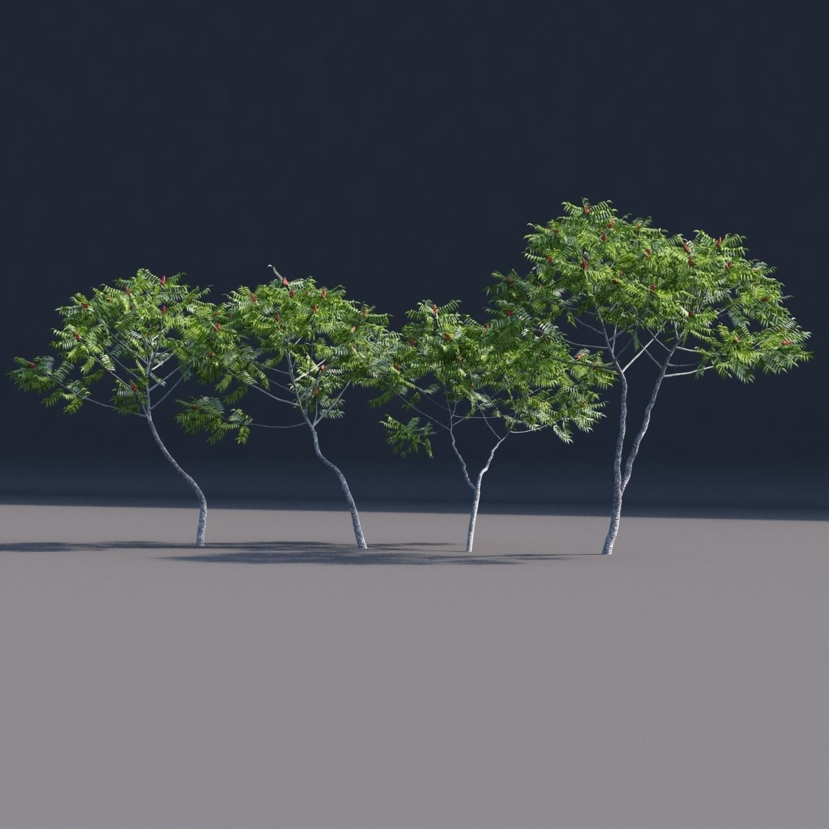 Rhus typhina 2 seasons 3D model_11