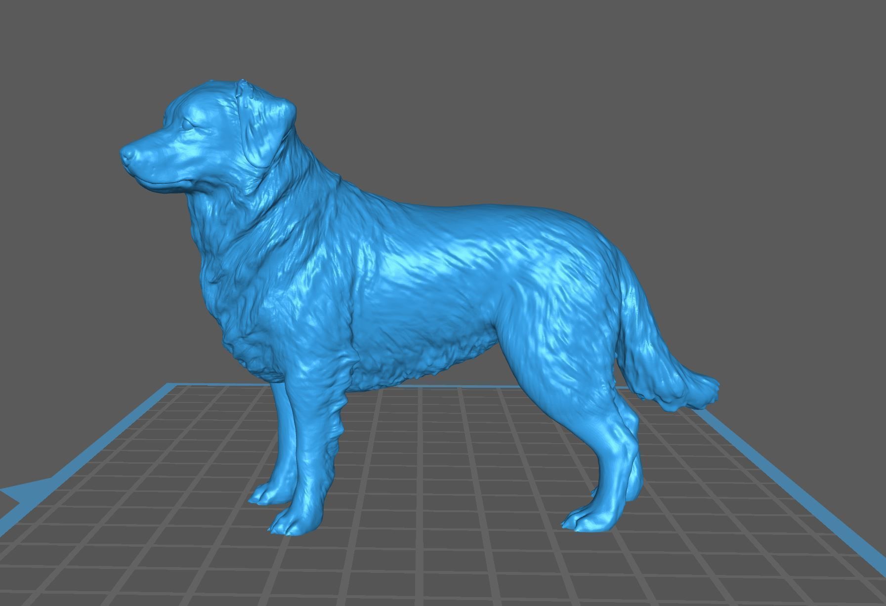 Realistic Australian Shepherd dog standing for diorama 3D print model_10