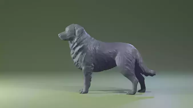 Realistic Australian Shepherd dog standing for diorama
