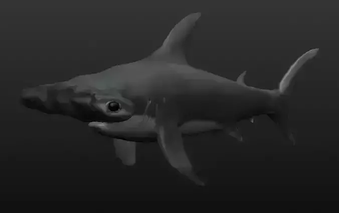 Hammerhead Shark Free 3D model