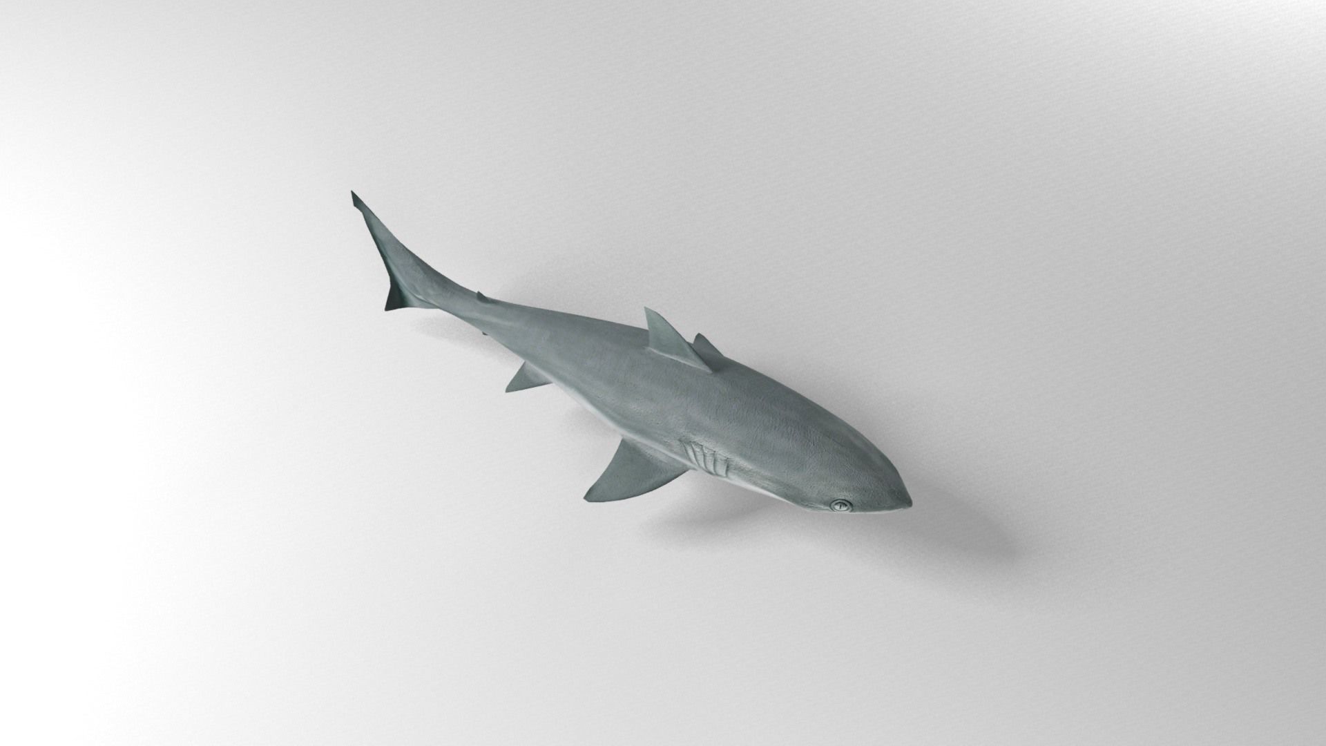 Shark Low-poly 3D model_8
