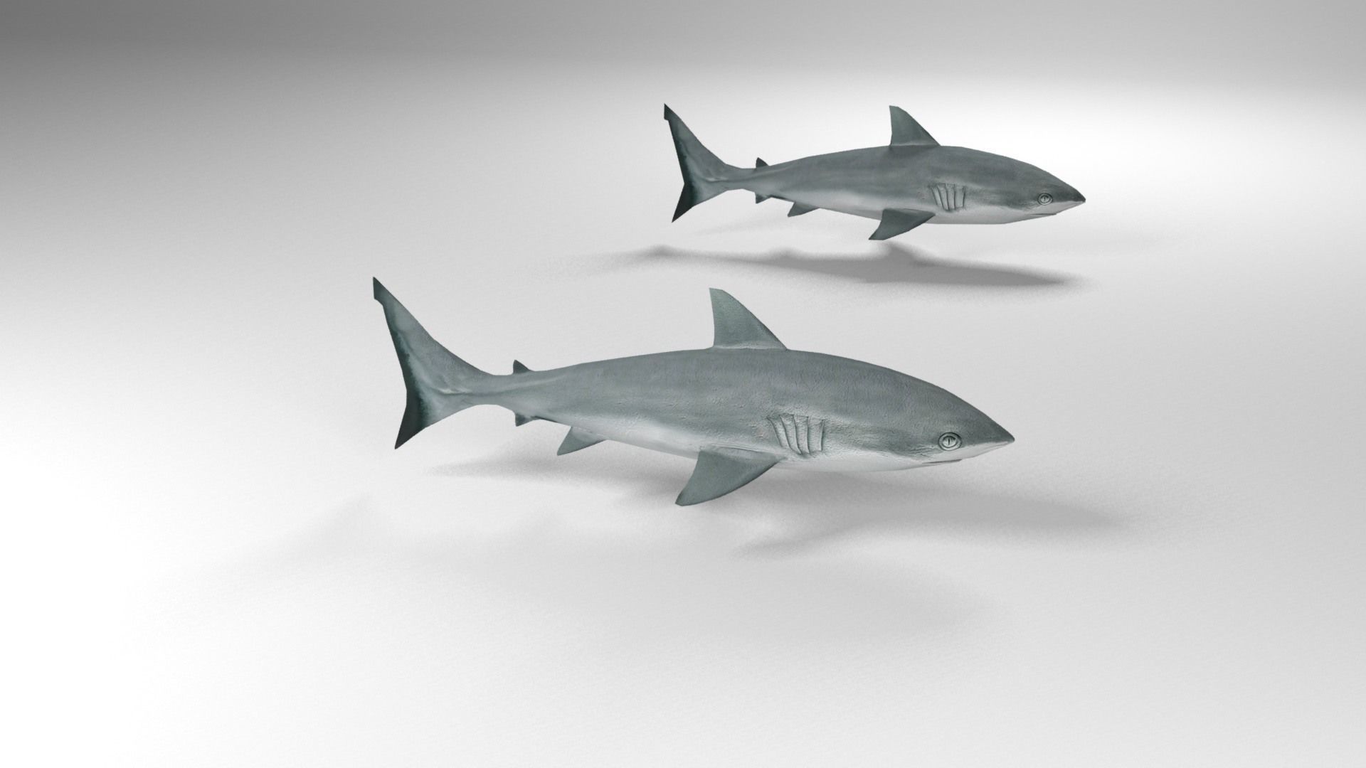 Shark Low-poly 3D model_3