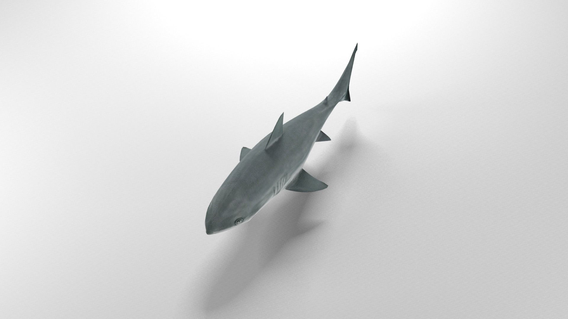 Shark Low-poly 3D model_17