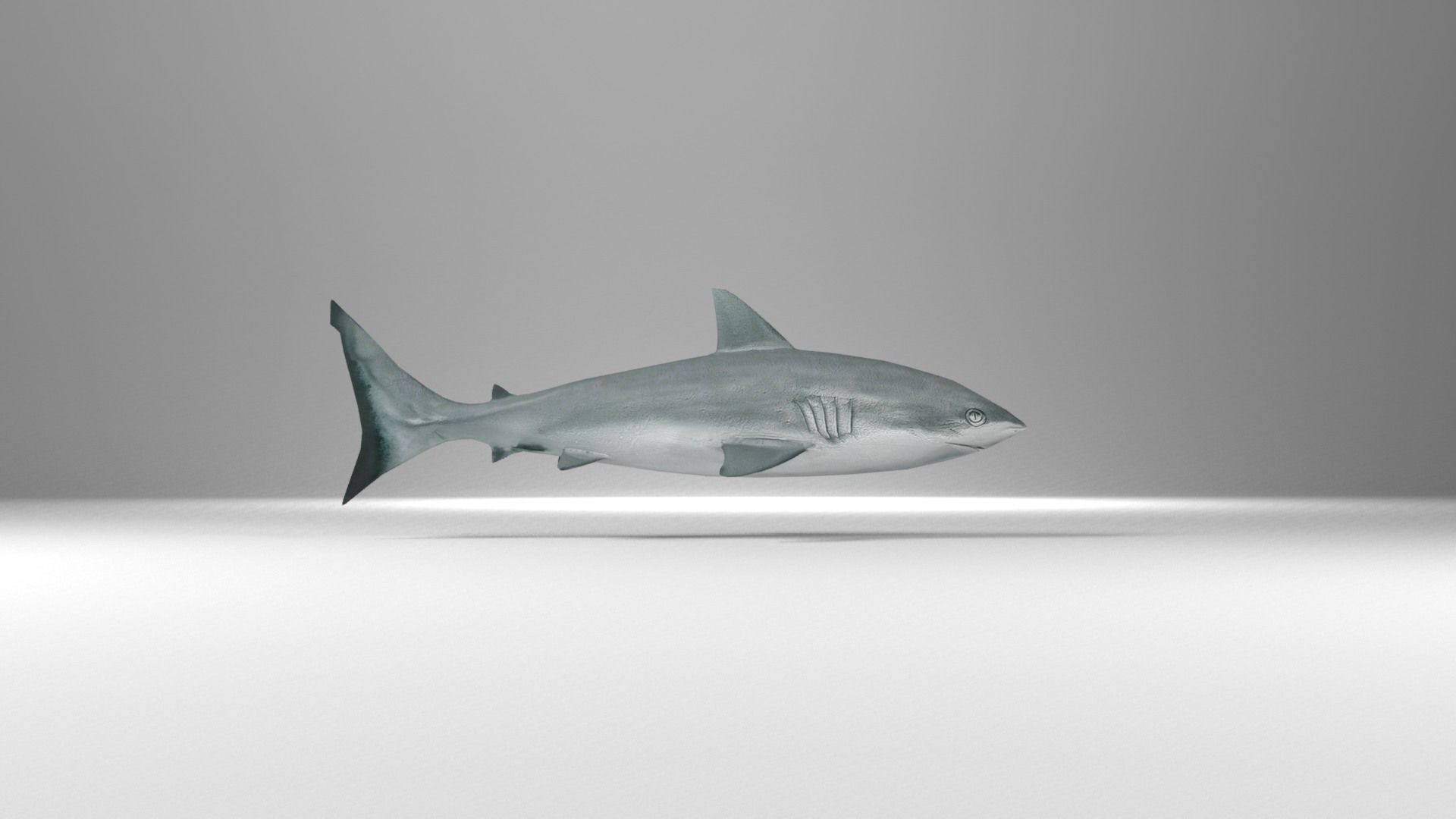 Shark Low-poly 3D model_10