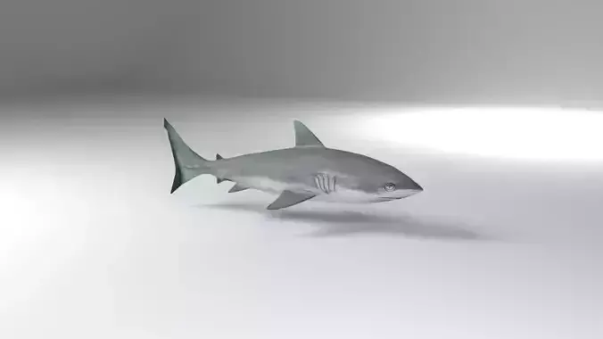 Shark Low-poly 3D model