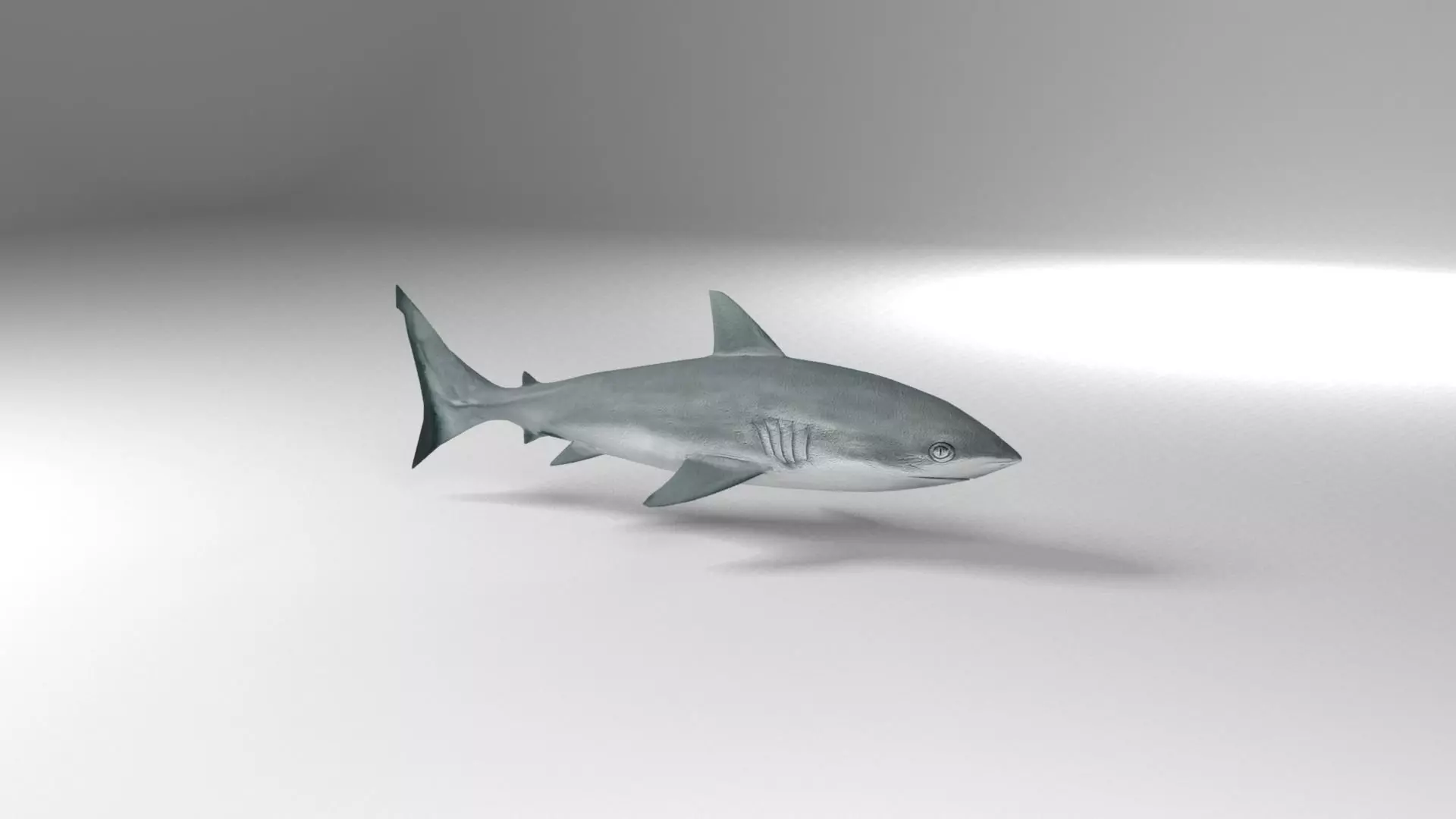 Shark Low-poly 3D model_0