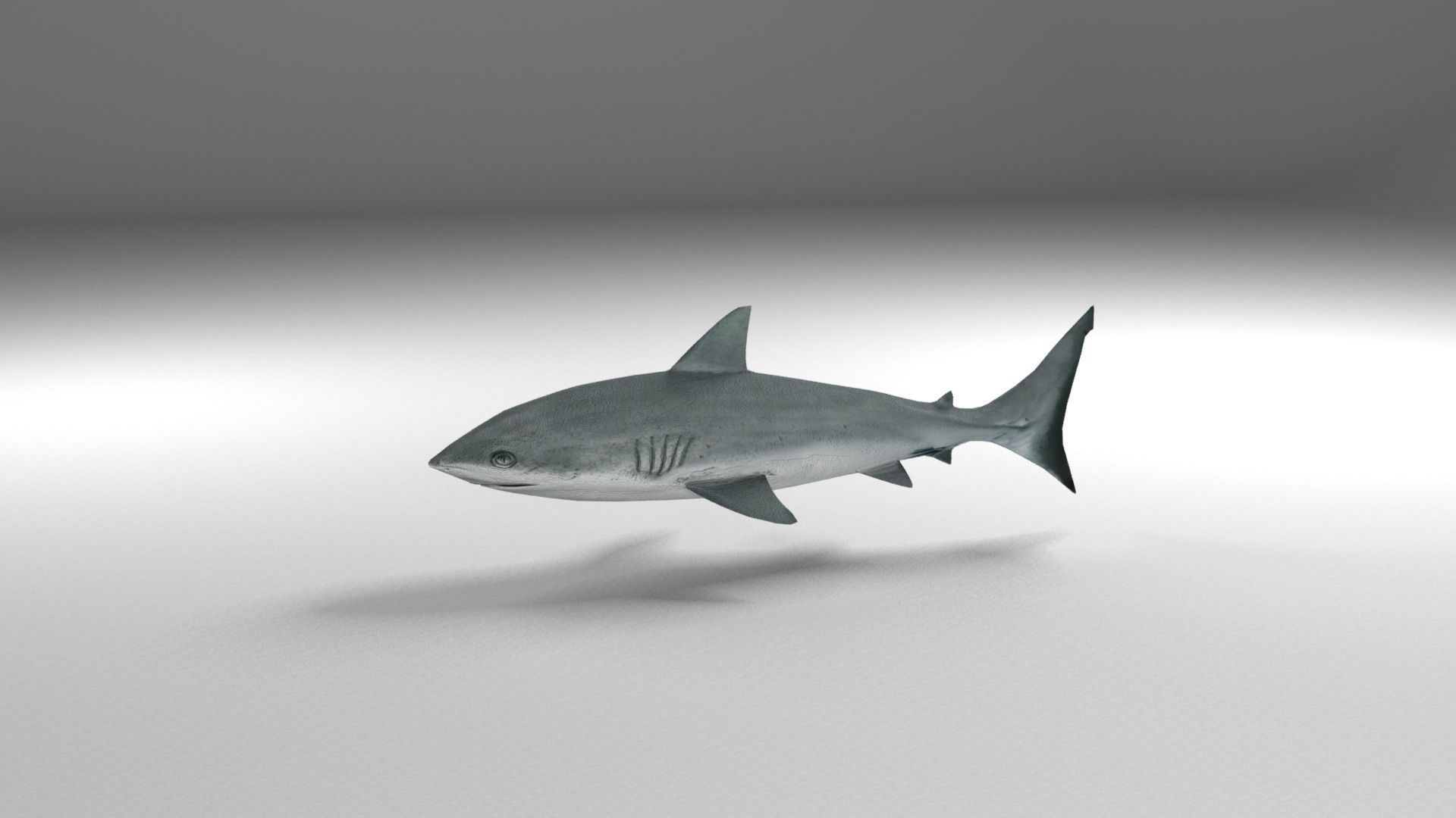Shark Low-poly 3D model_7