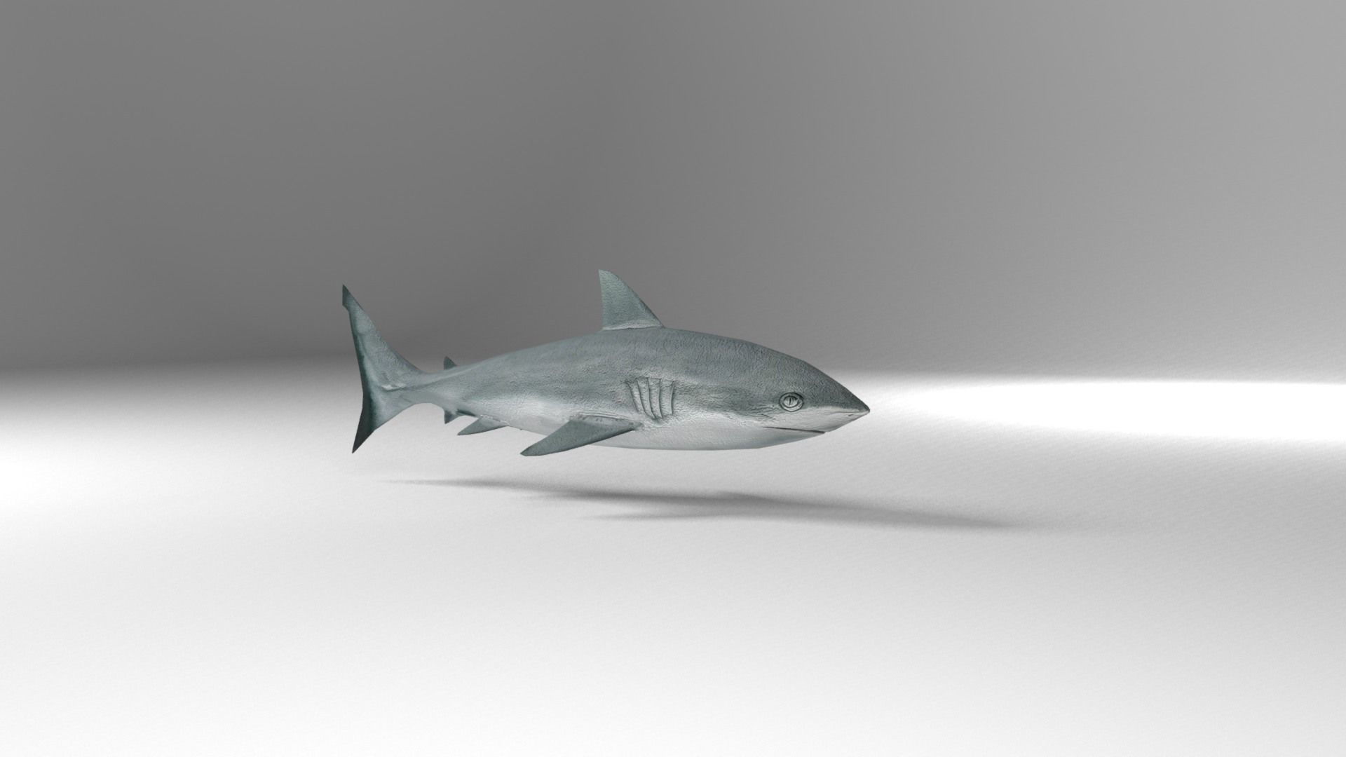 Shark Low-poly 3D model_5