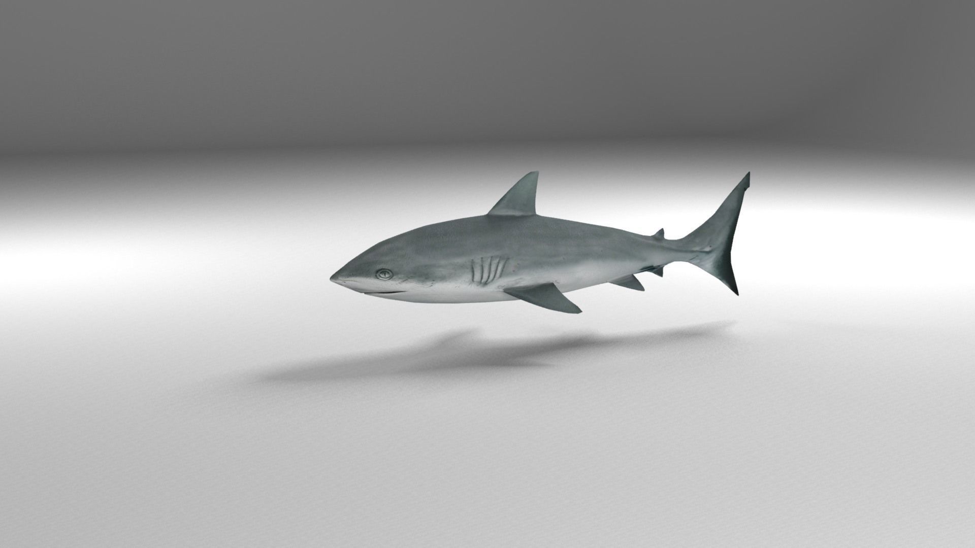 Shark Low-poly 3D model_14