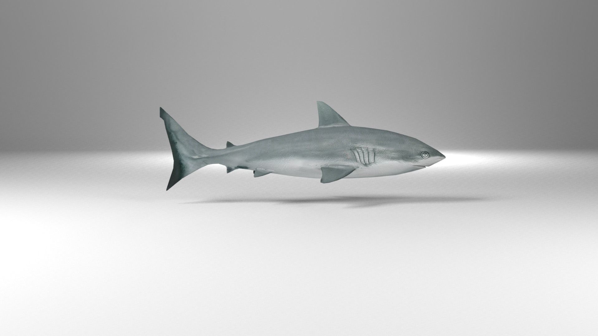 Shark Low-poly 3D model_19