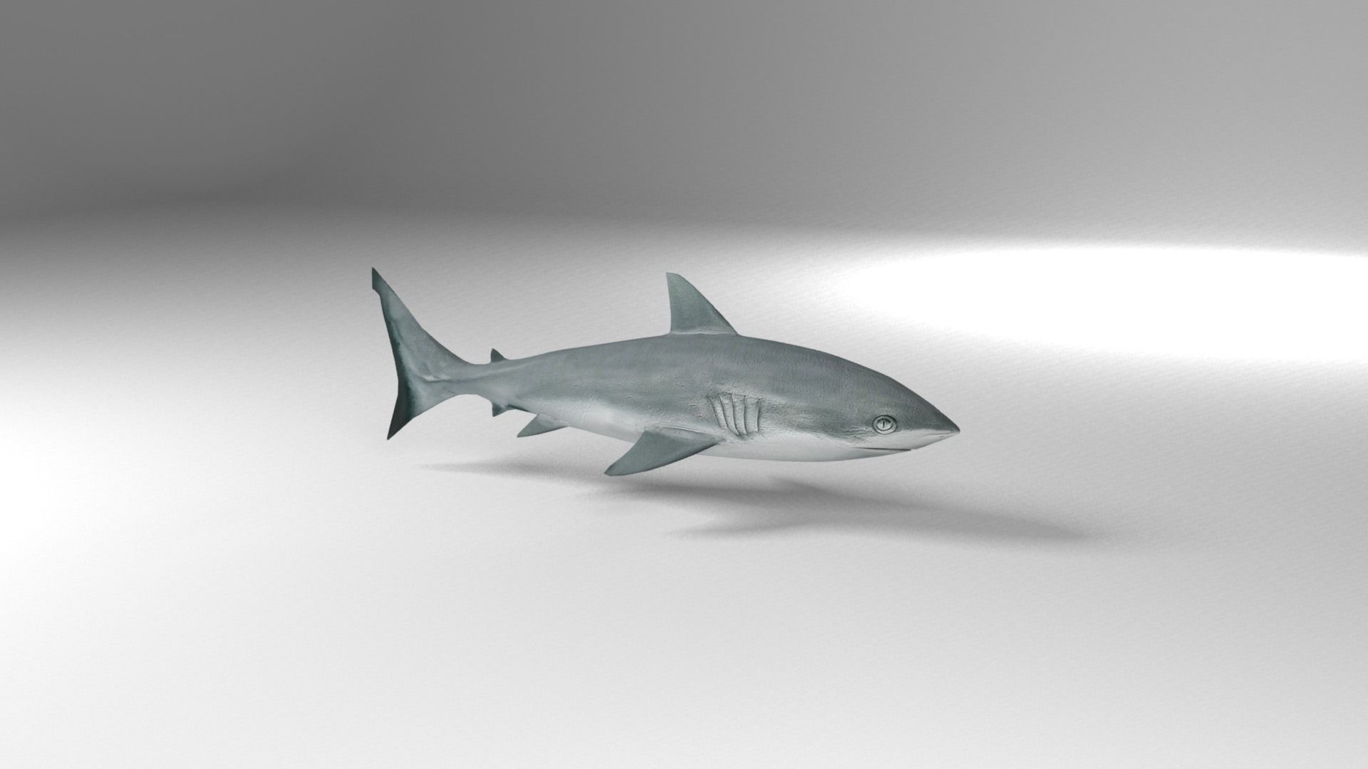 Shark Low-poly 3D model_1