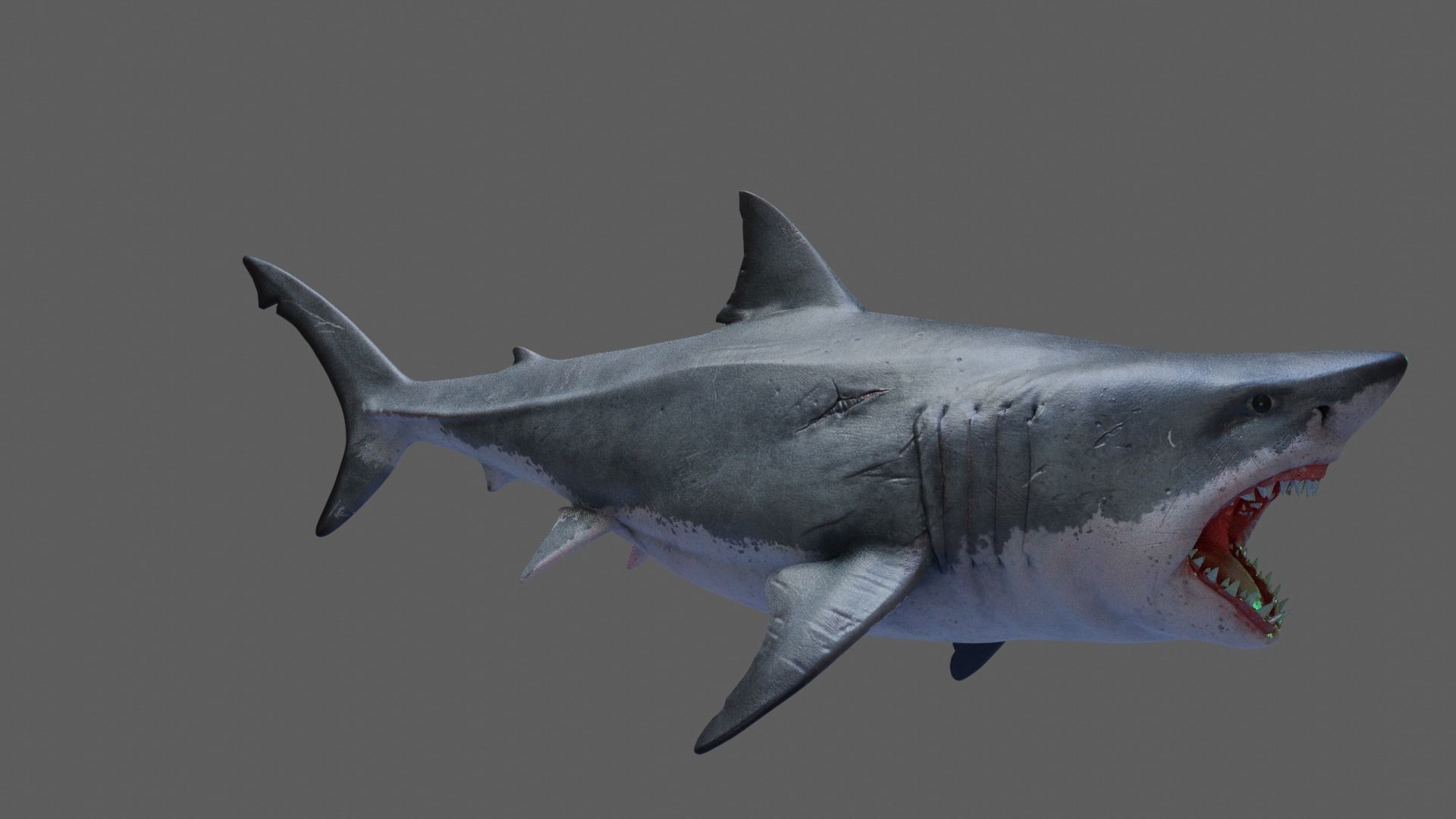 Great White Shark 3D model_7