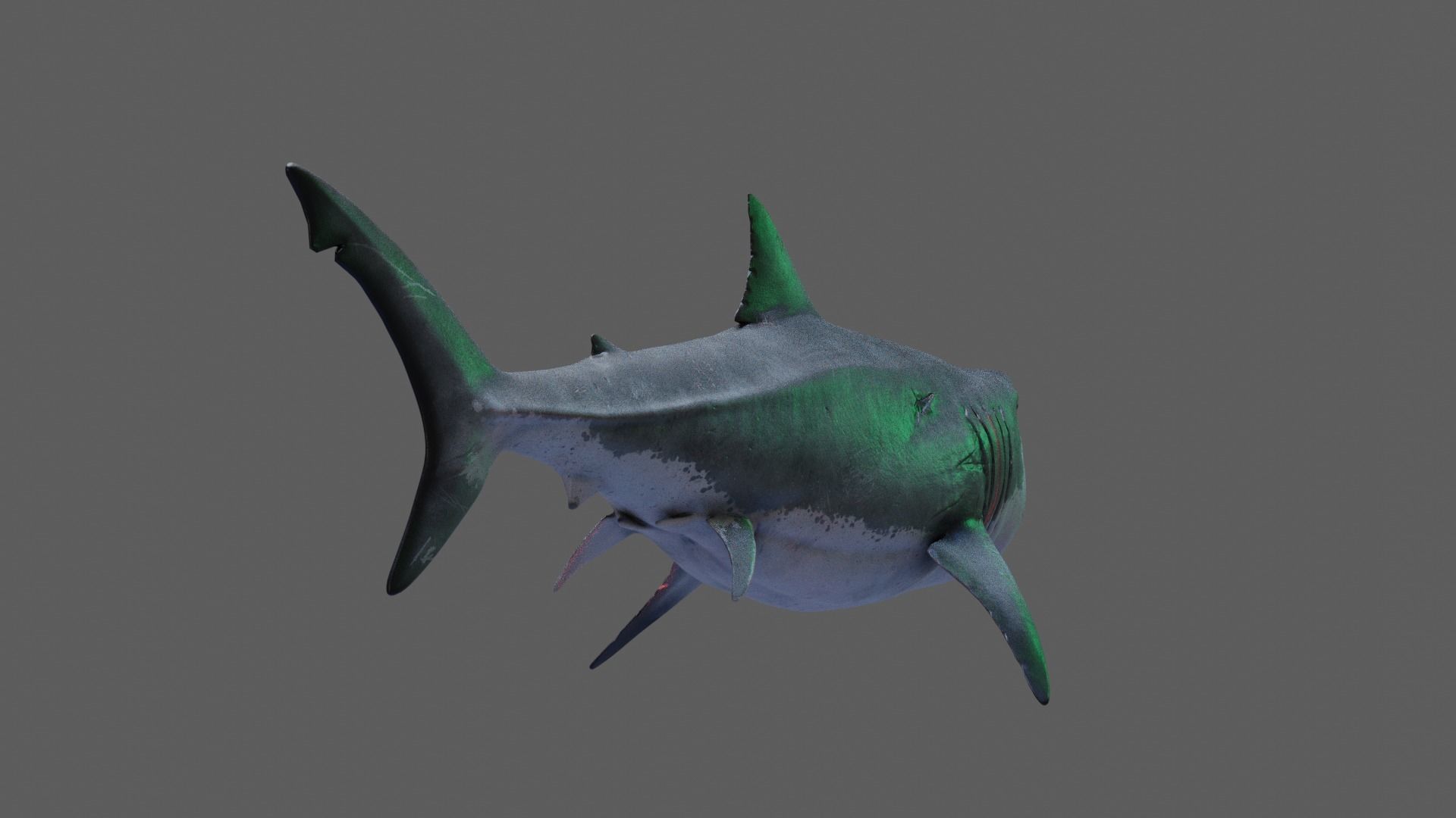 Great White Shark 3D model_10
