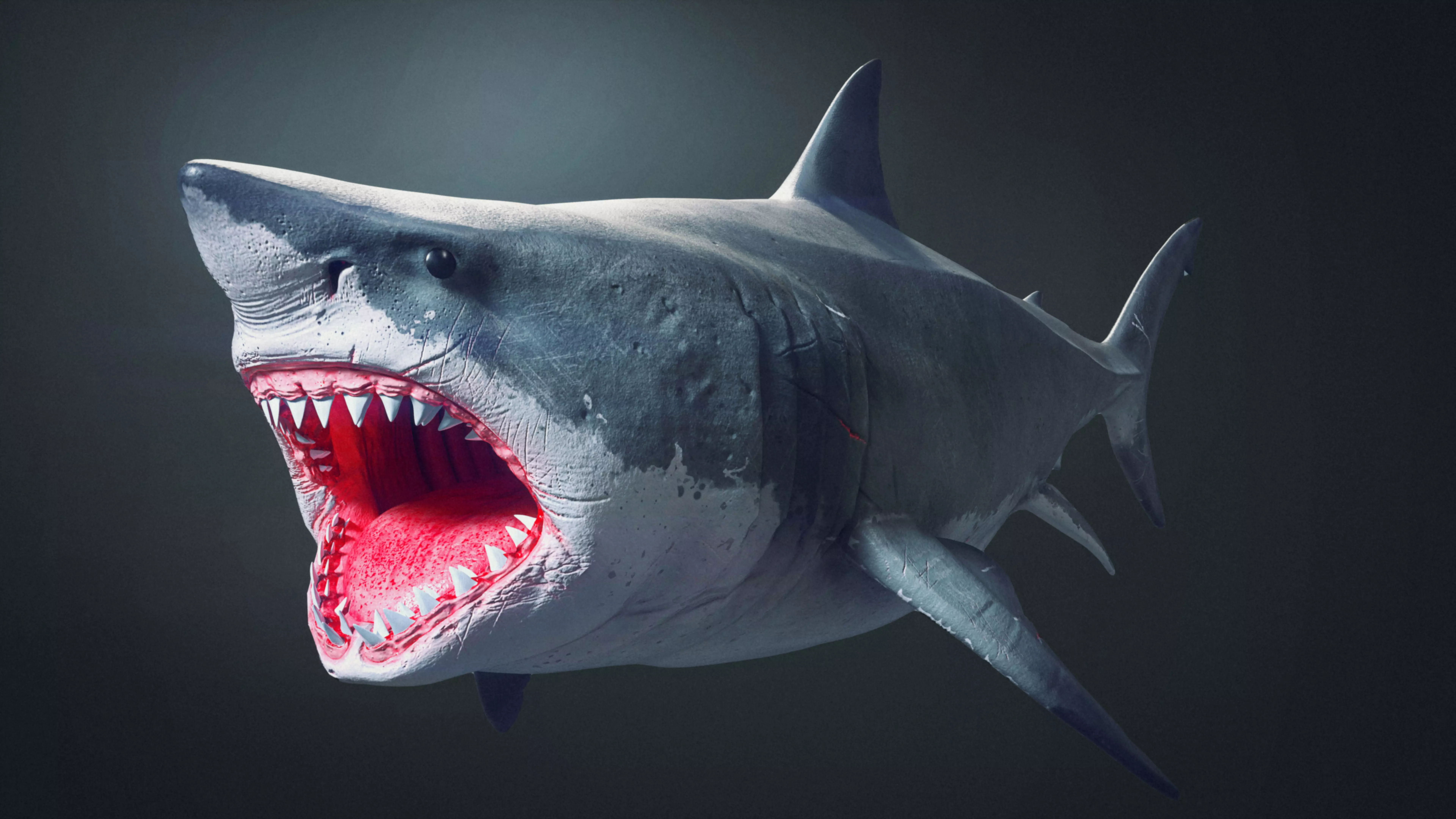 Great White Shark 3D model_0