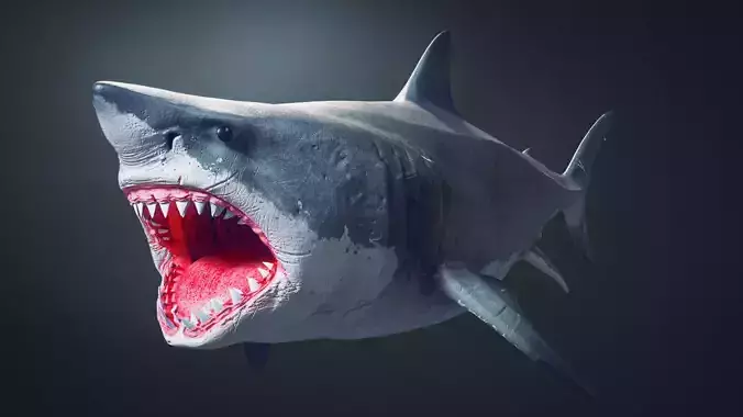 Great White Shark 3D model