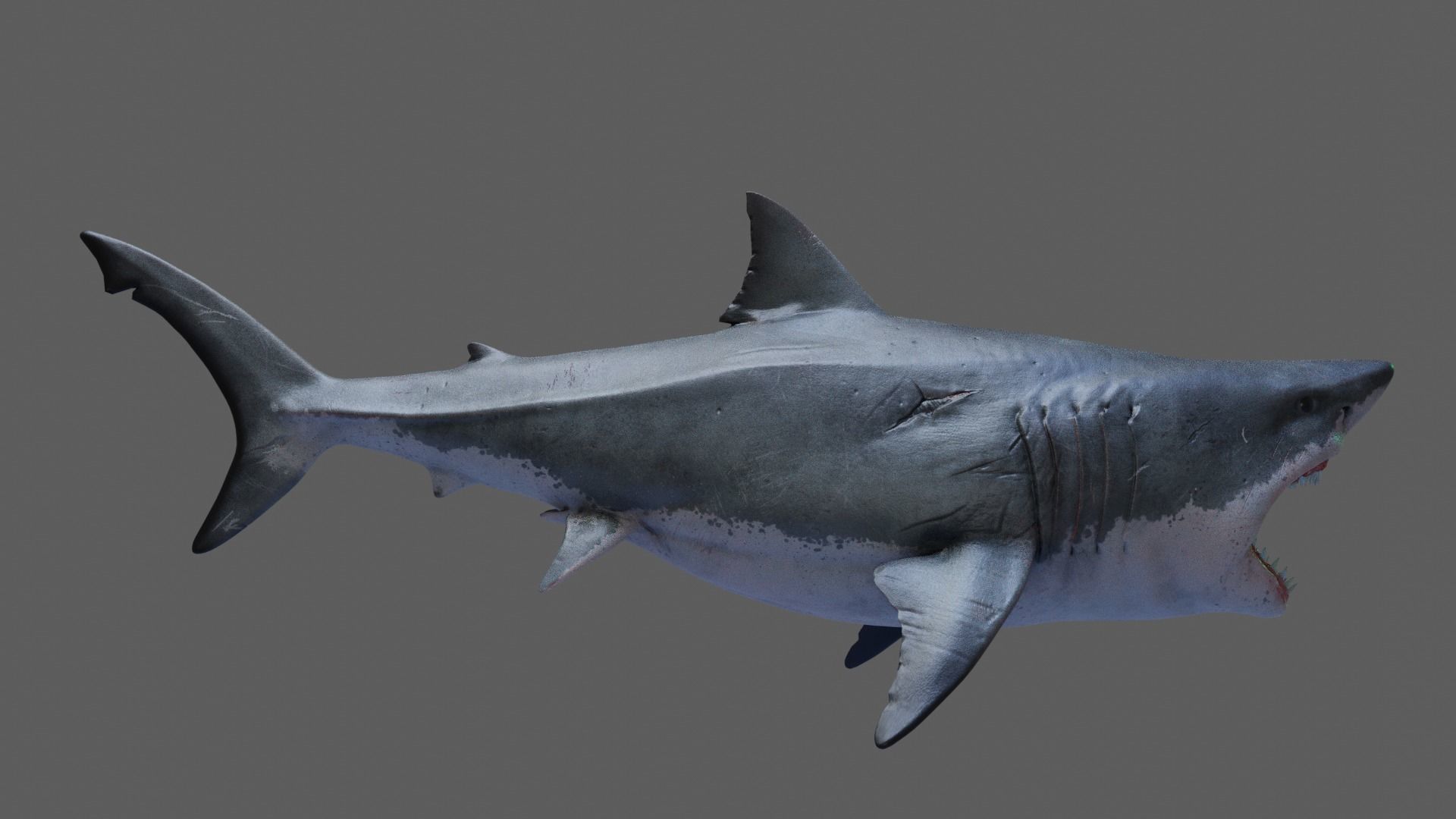 Great White Shark 3D model_8