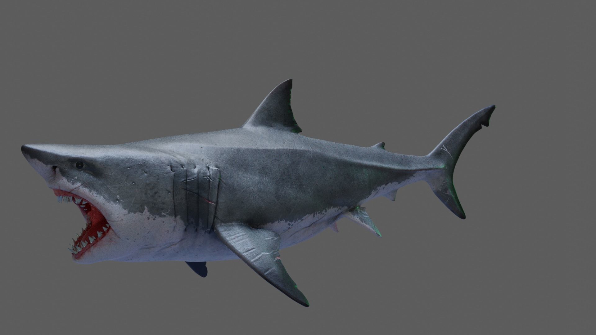 Great White Shark 3D model_2