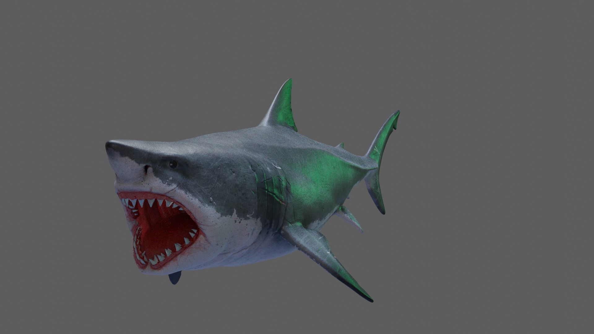 Great White Shark 3D model_4
