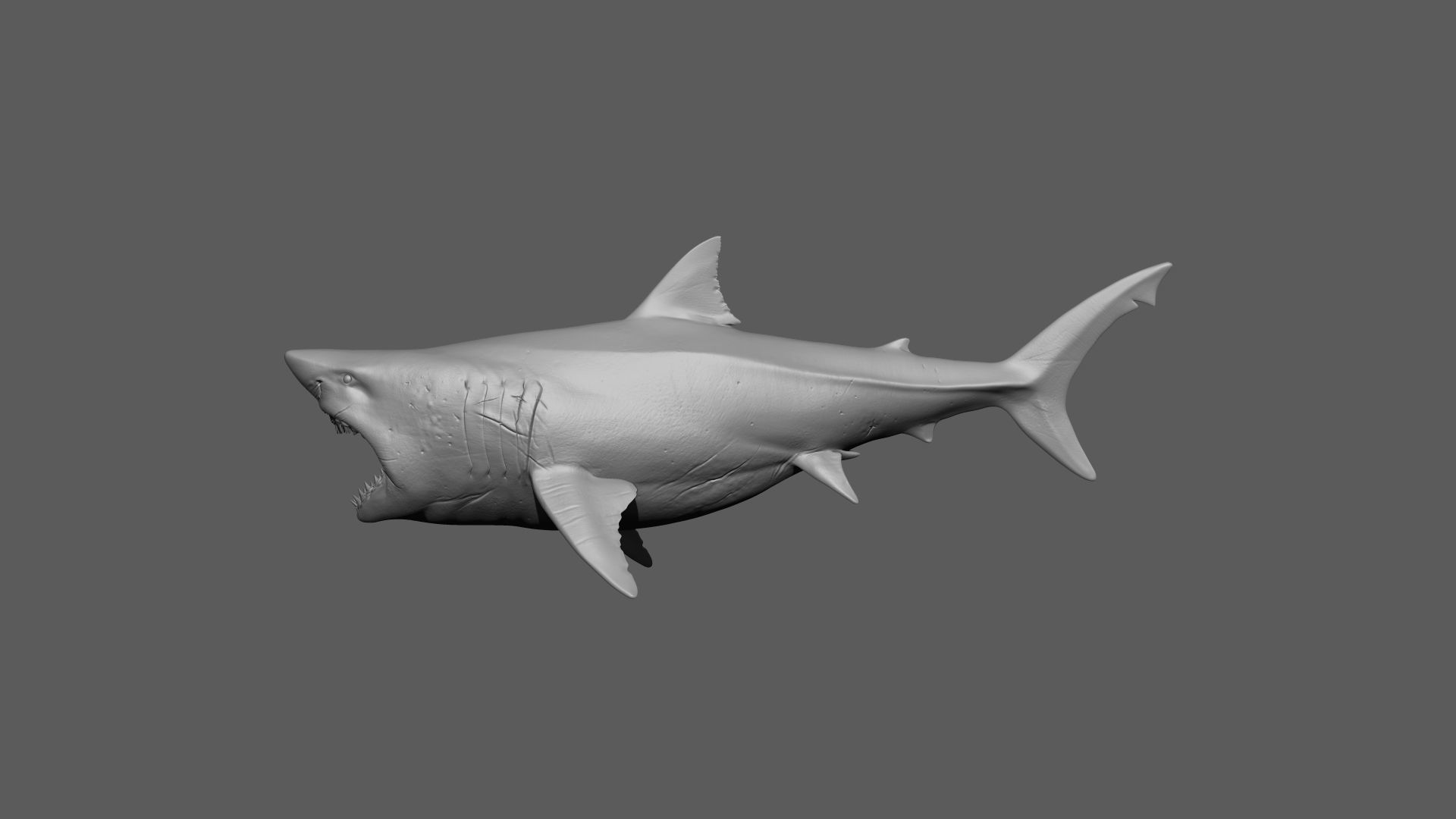 Great White Shark 3D model_19