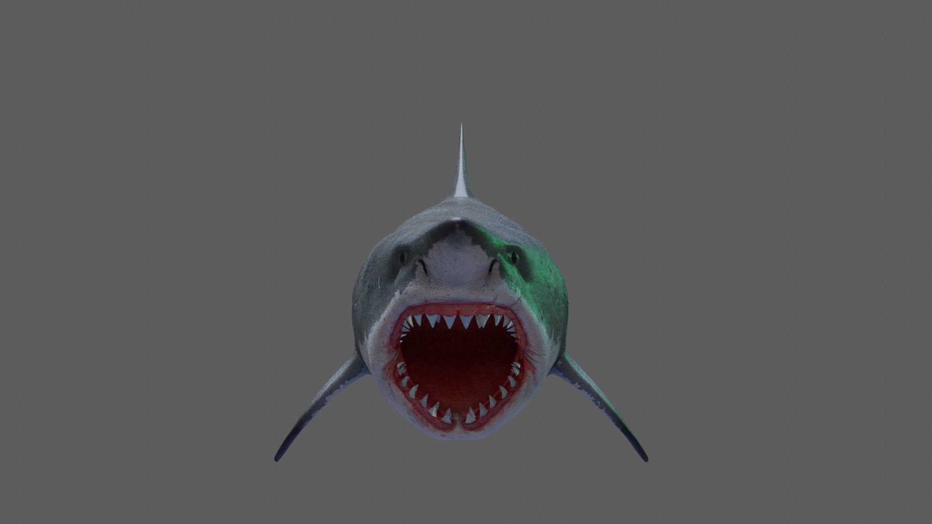 Great White Shark 3D model_5