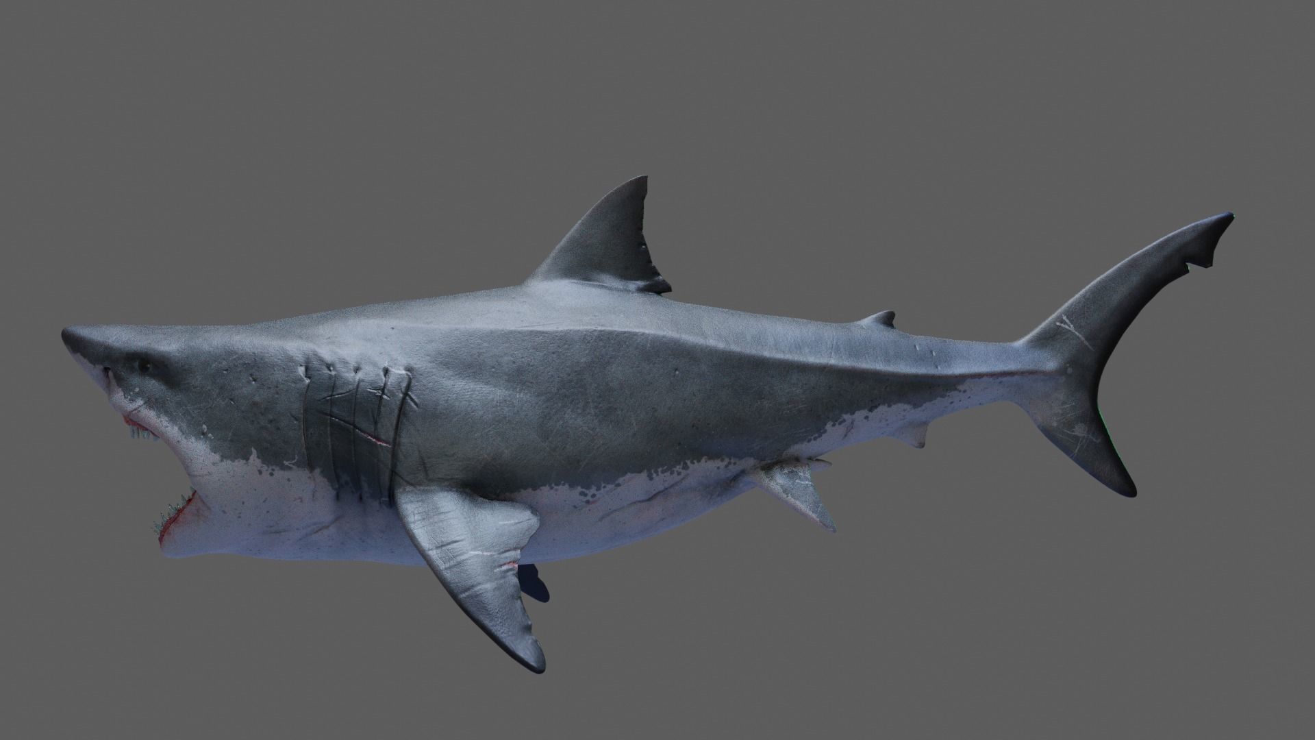 Great White Shark 3D model_1