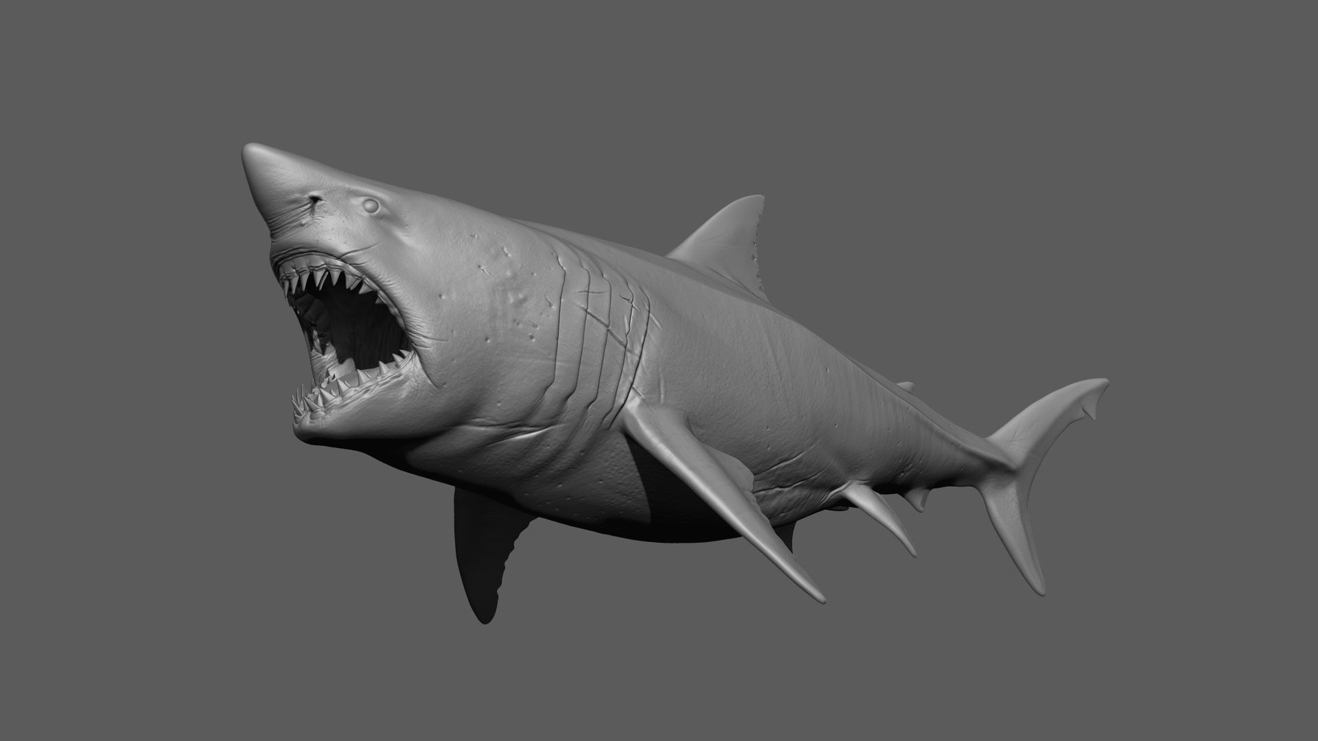 Great White Shark 3D model_15