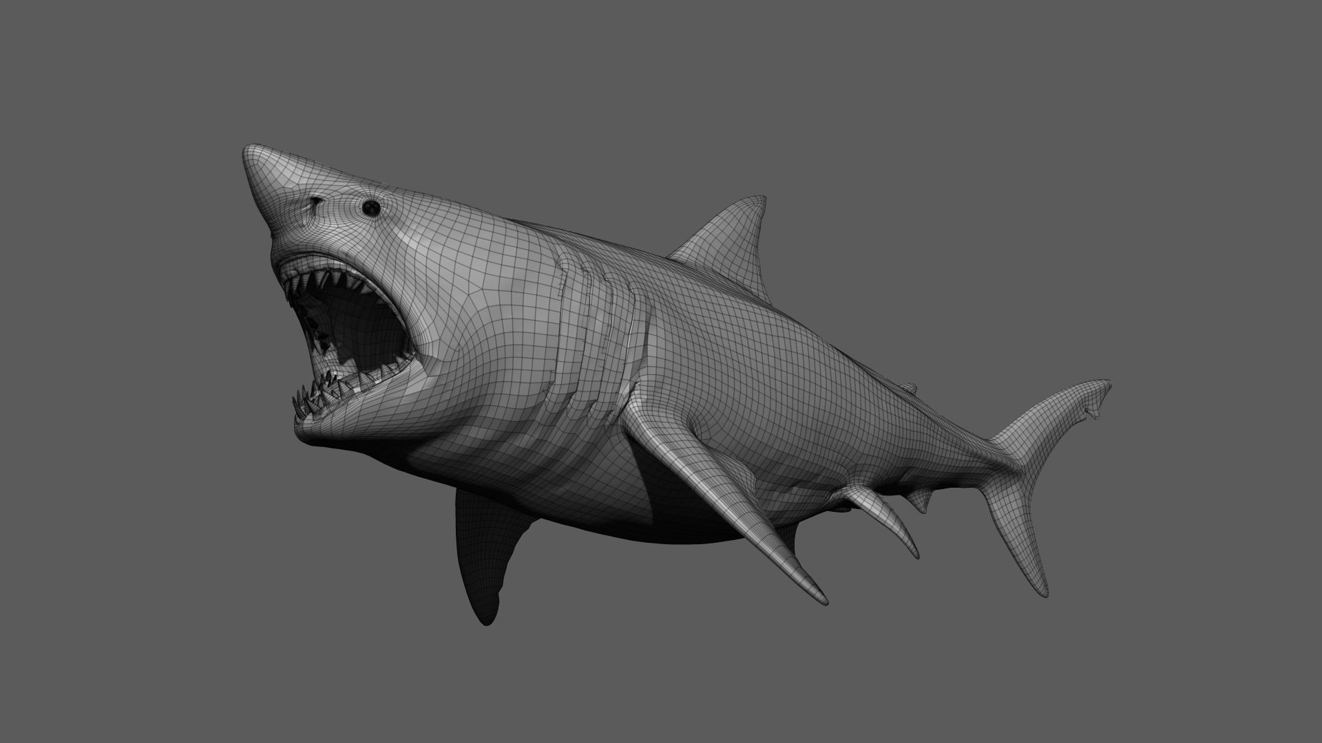 Great White Shark 3D model_23