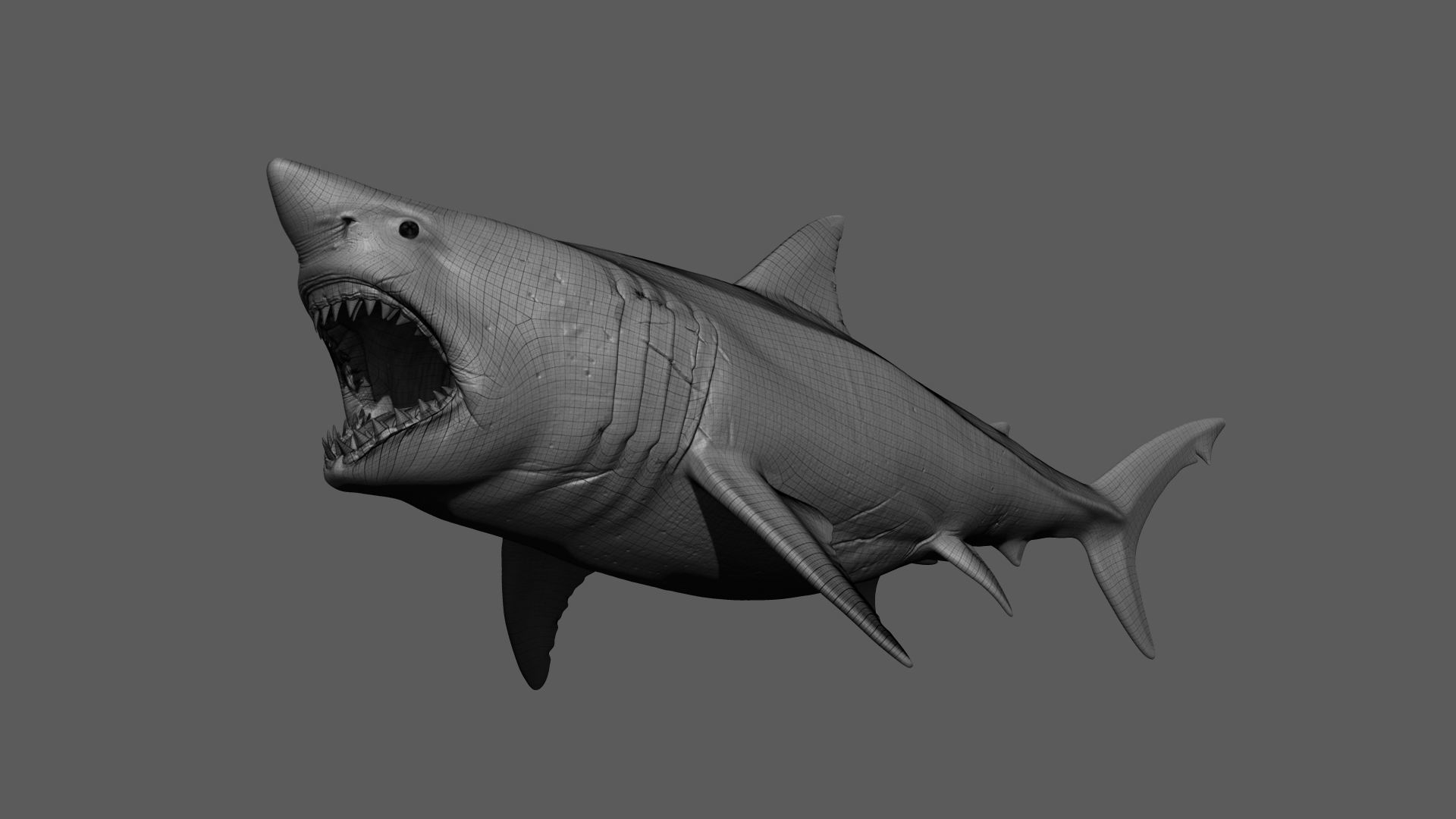 Great White Shark 3D model_22
