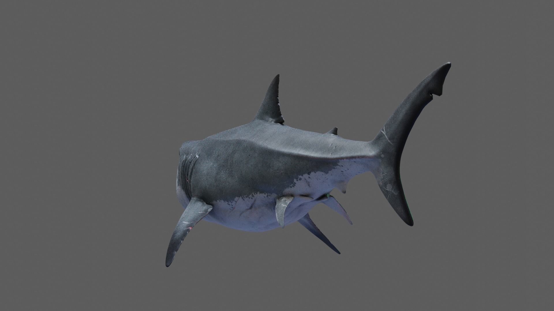 Great White Shark 3D model_12