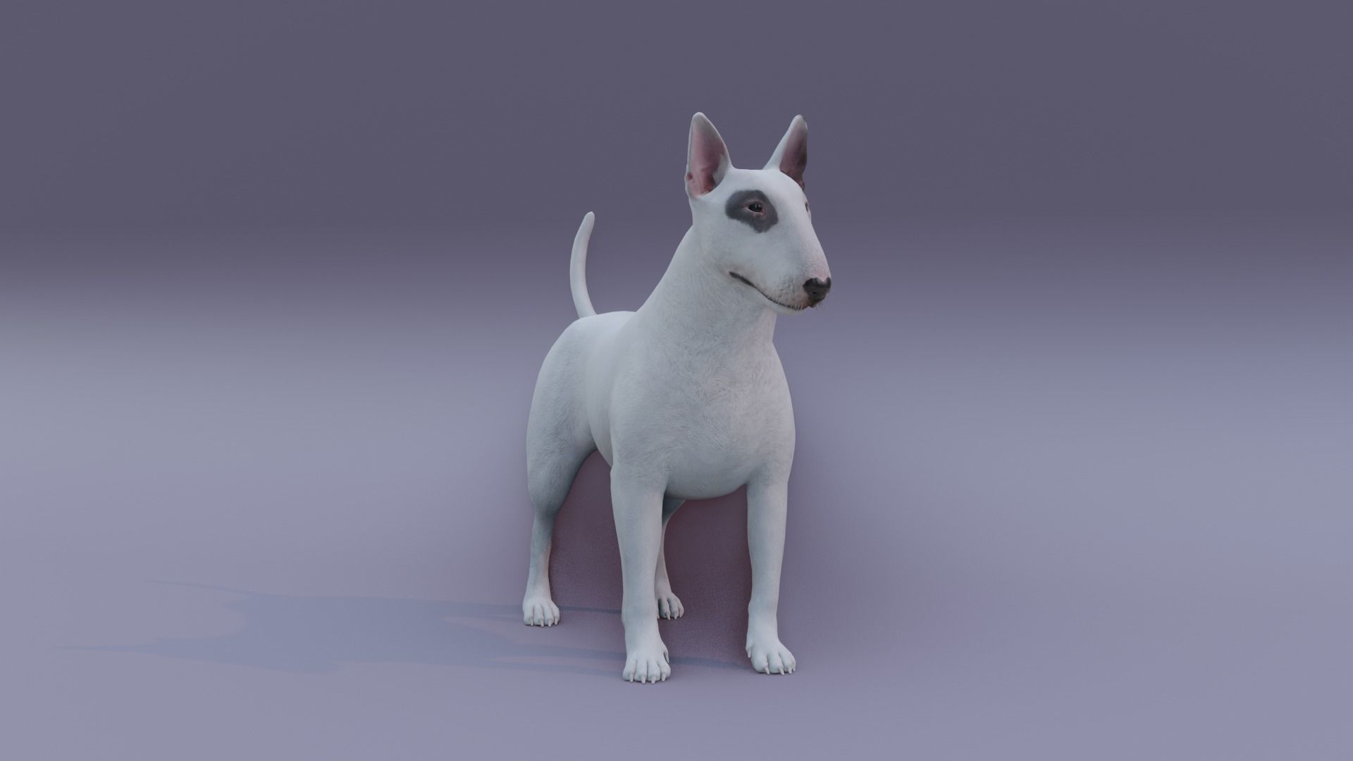 BullTerrier bull terrier 3D model_2