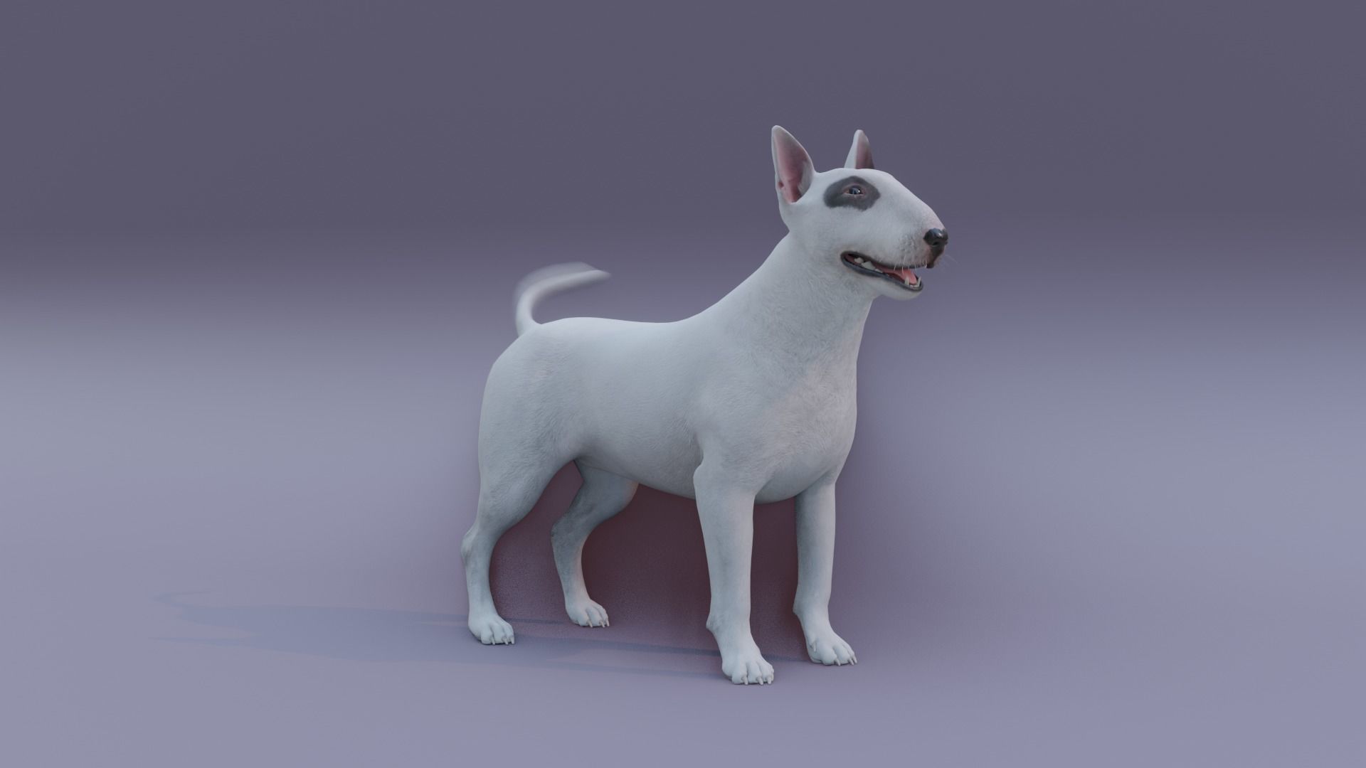 BullTerrier bull terrier 3D model_3