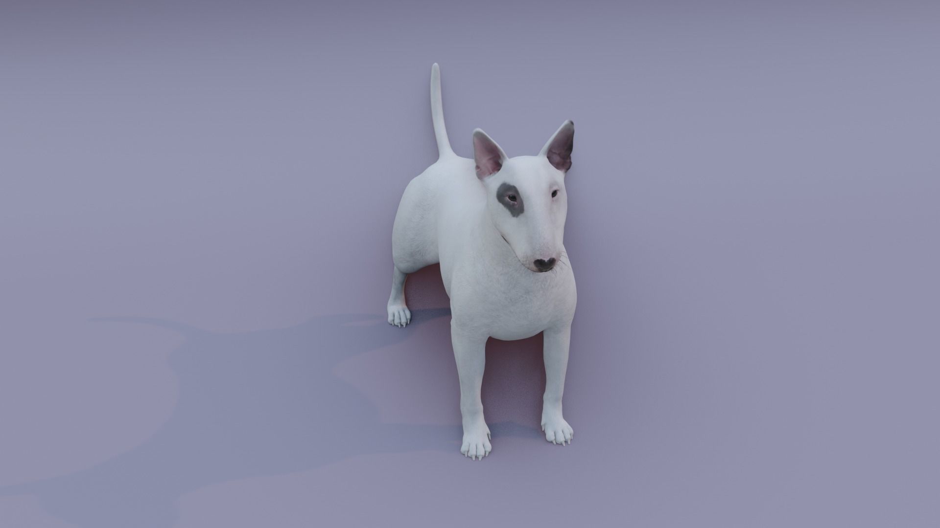BullTerrier bull terrier 3D model_4