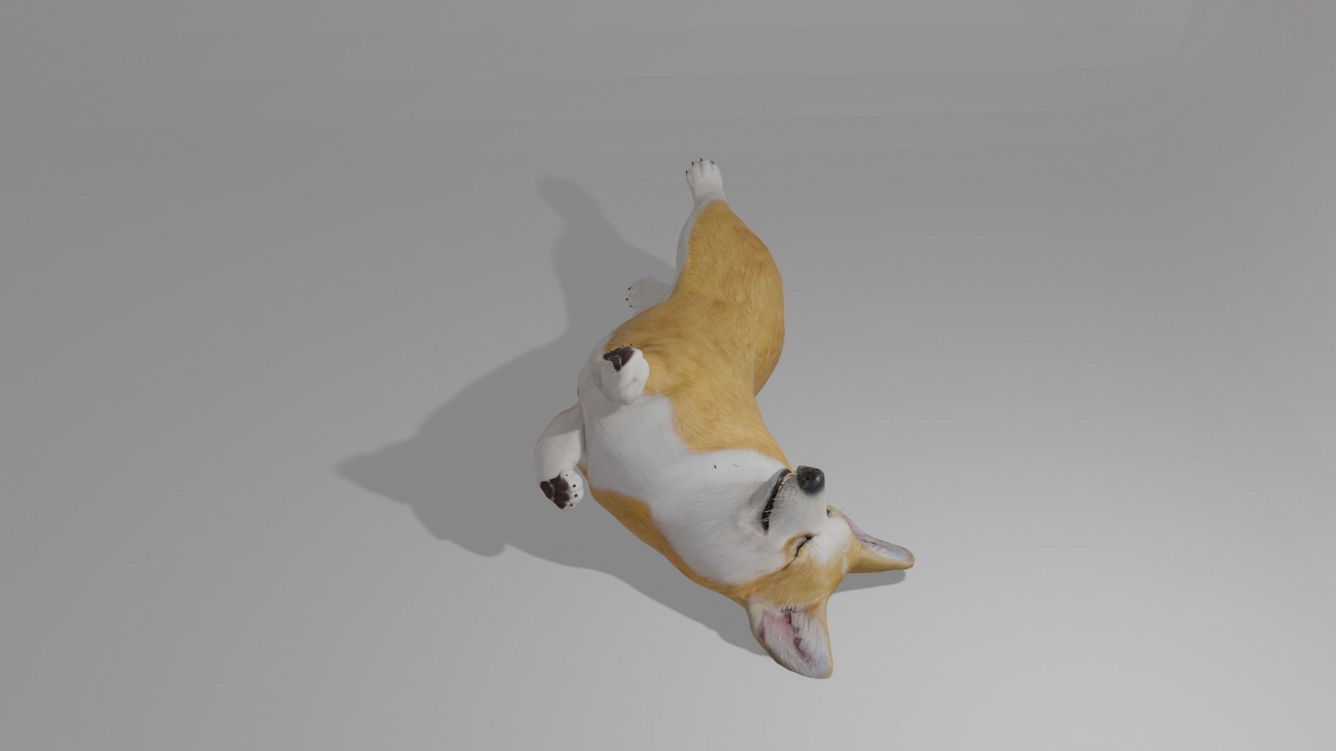Welshcorgi corgi 3D model_4