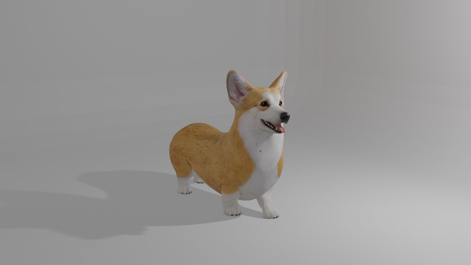 Welshcorgi corgi 3D model_2
