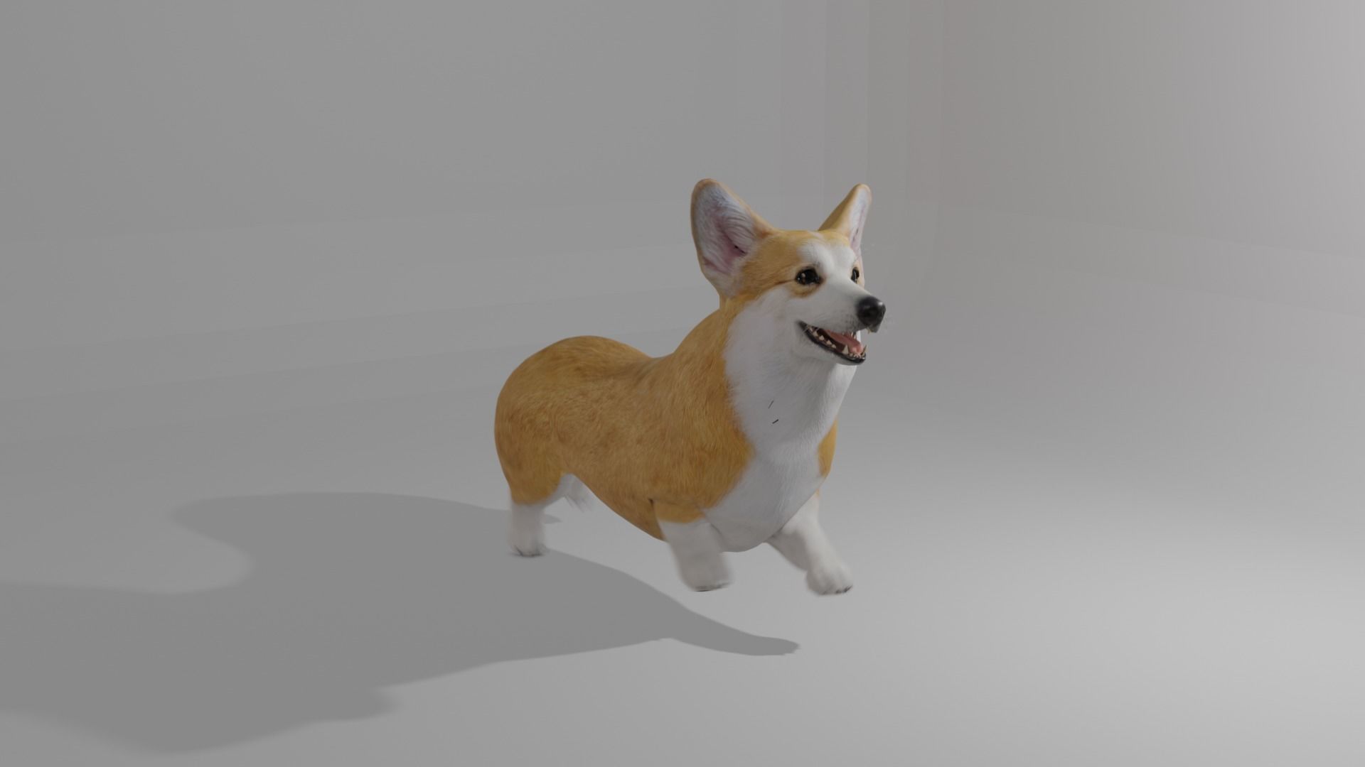 Welshcorgi corgi 3D model_3