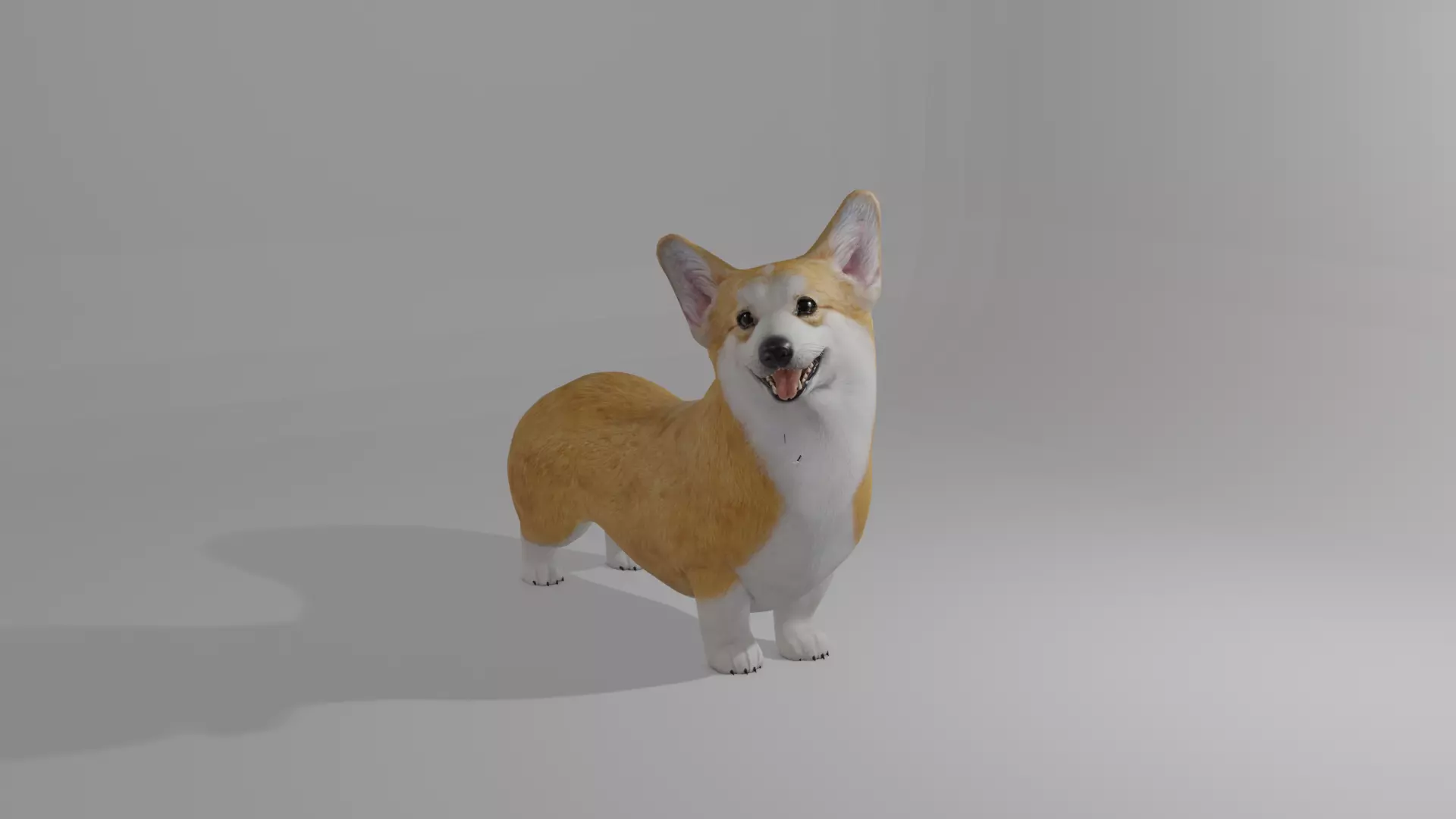 Welshcorgi corgi 3D model_0