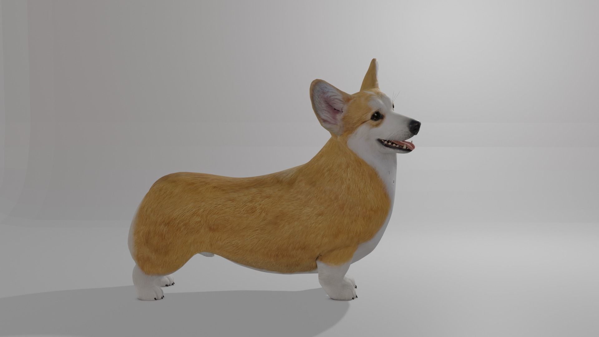 Welshcorgi corgi 3D model_5