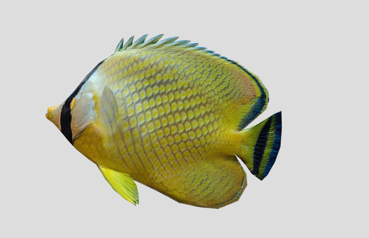 Latticed Butterflyfish Low-poly 3D model_5