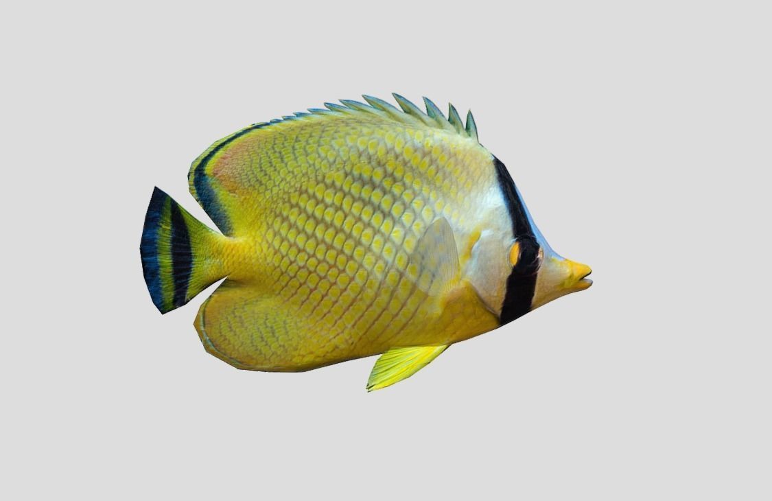 Latticed Butterflyfish Low-poly 3D model_6