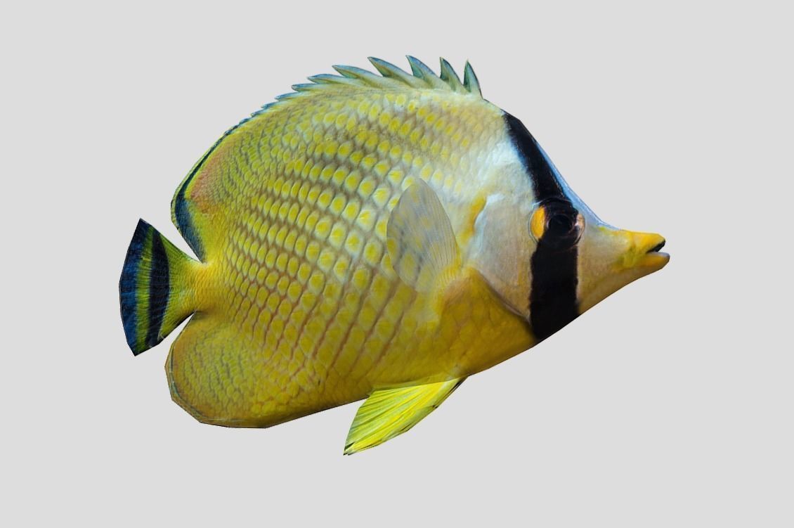 Latticed Butterflyfish Low-poly 3D model_9