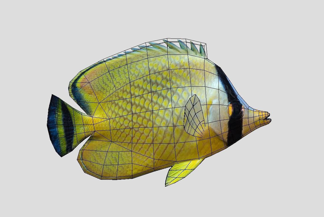 Latticed Butterflyfish Low-poly 3D model_2