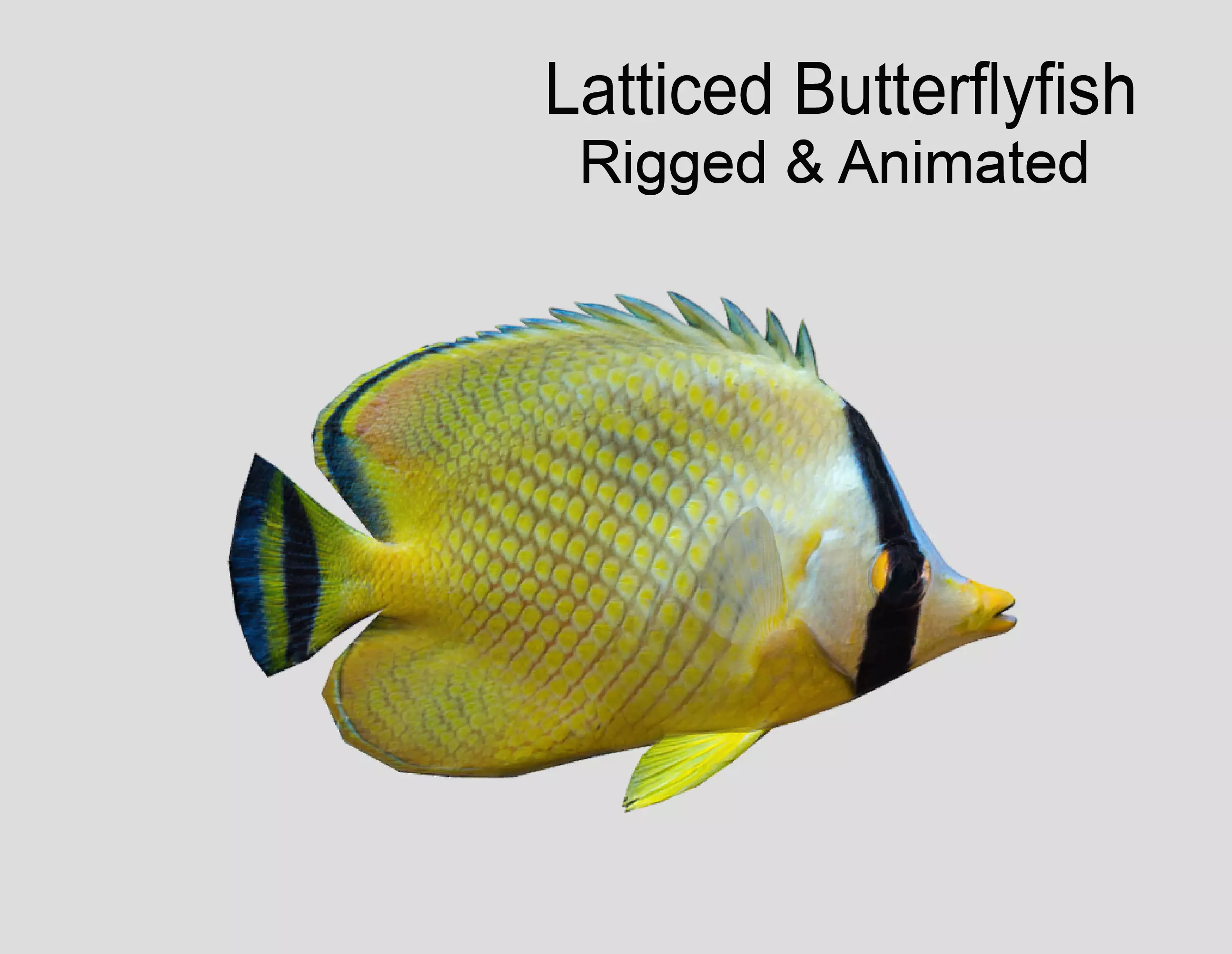 Latticed Butterflyfish Low-poly 3D model_0