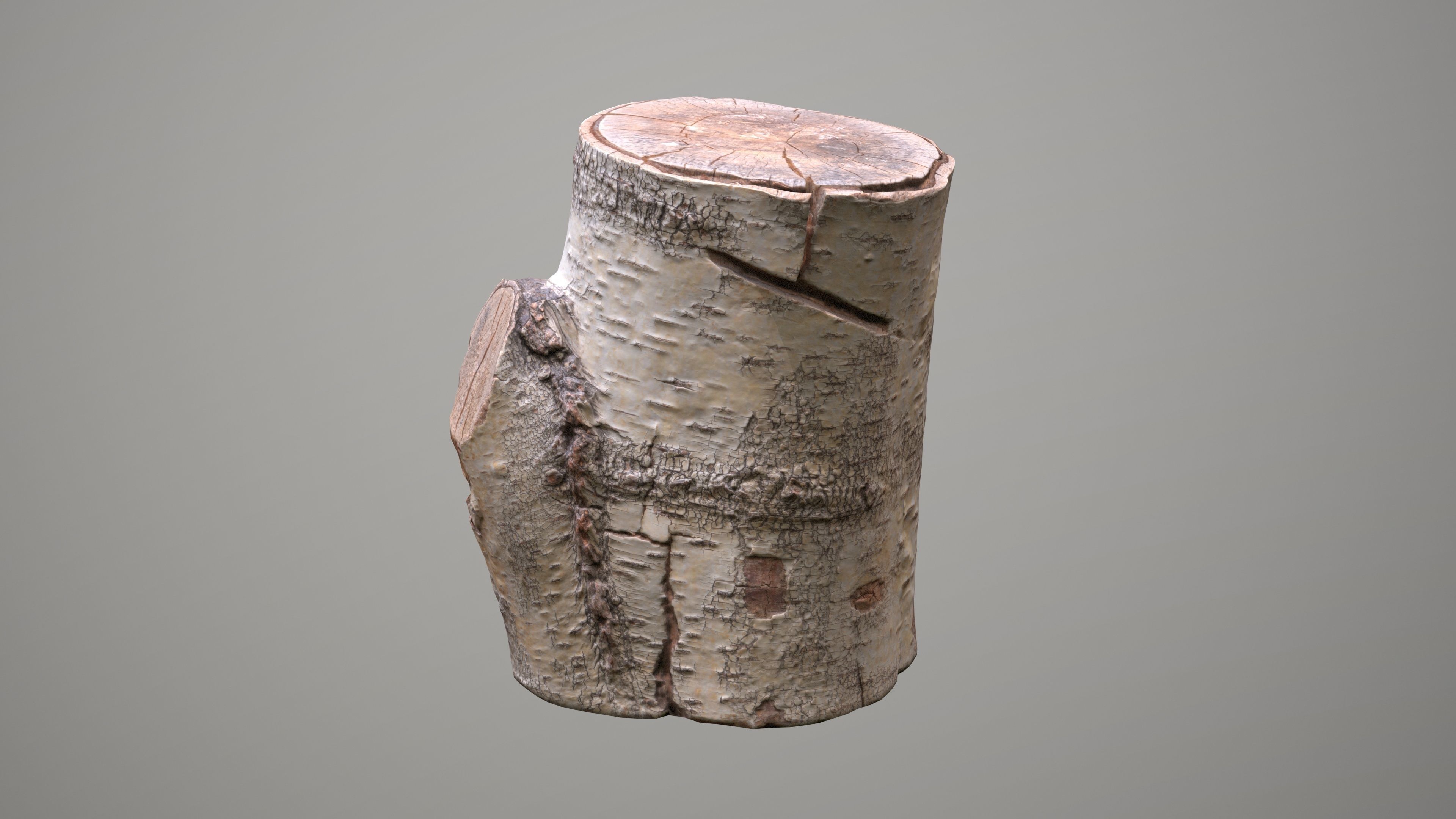 Birch Tree Stump Low-poly 3D model_8