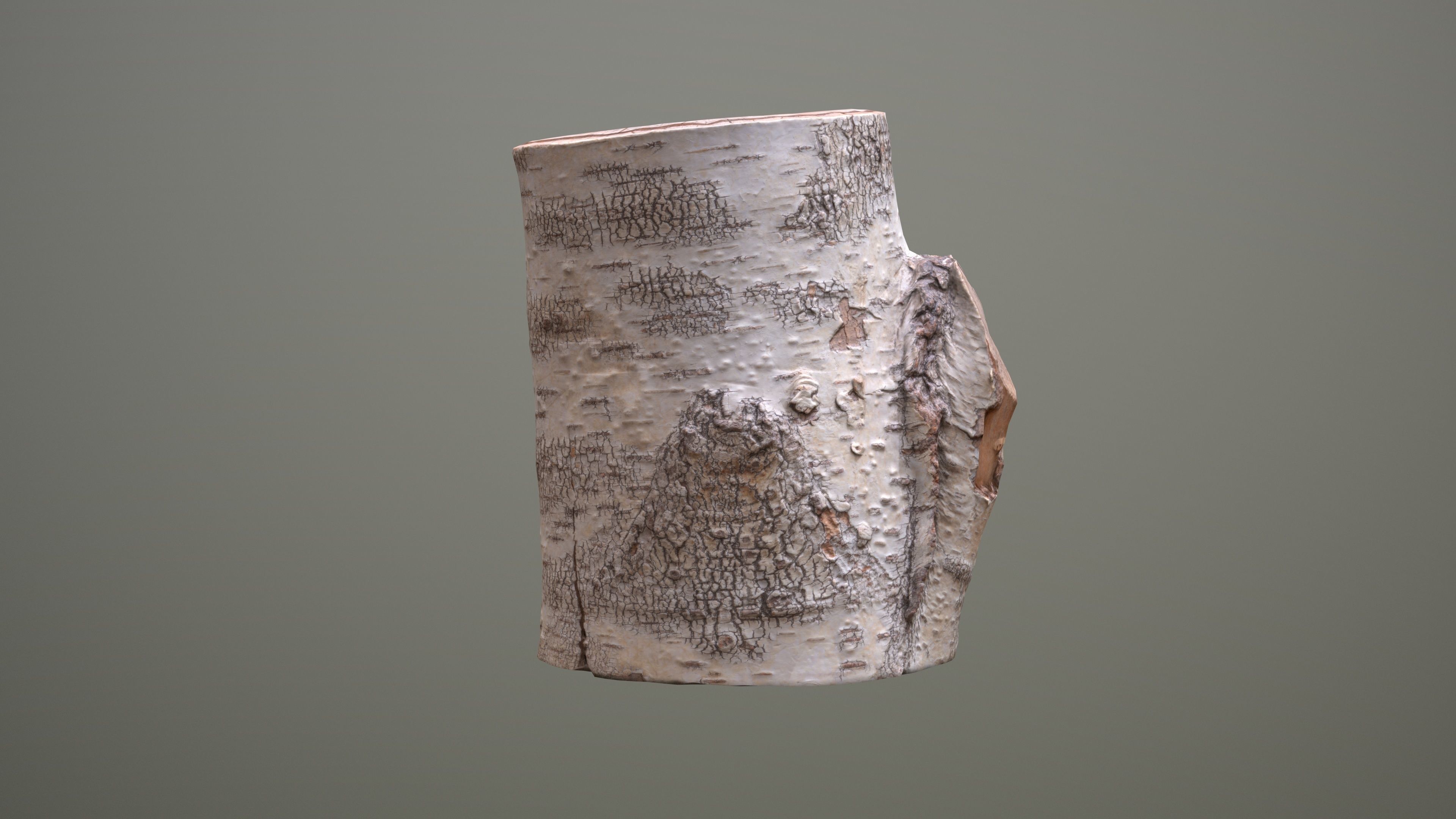 Birch Tree Stump Low-poly 3D model_9