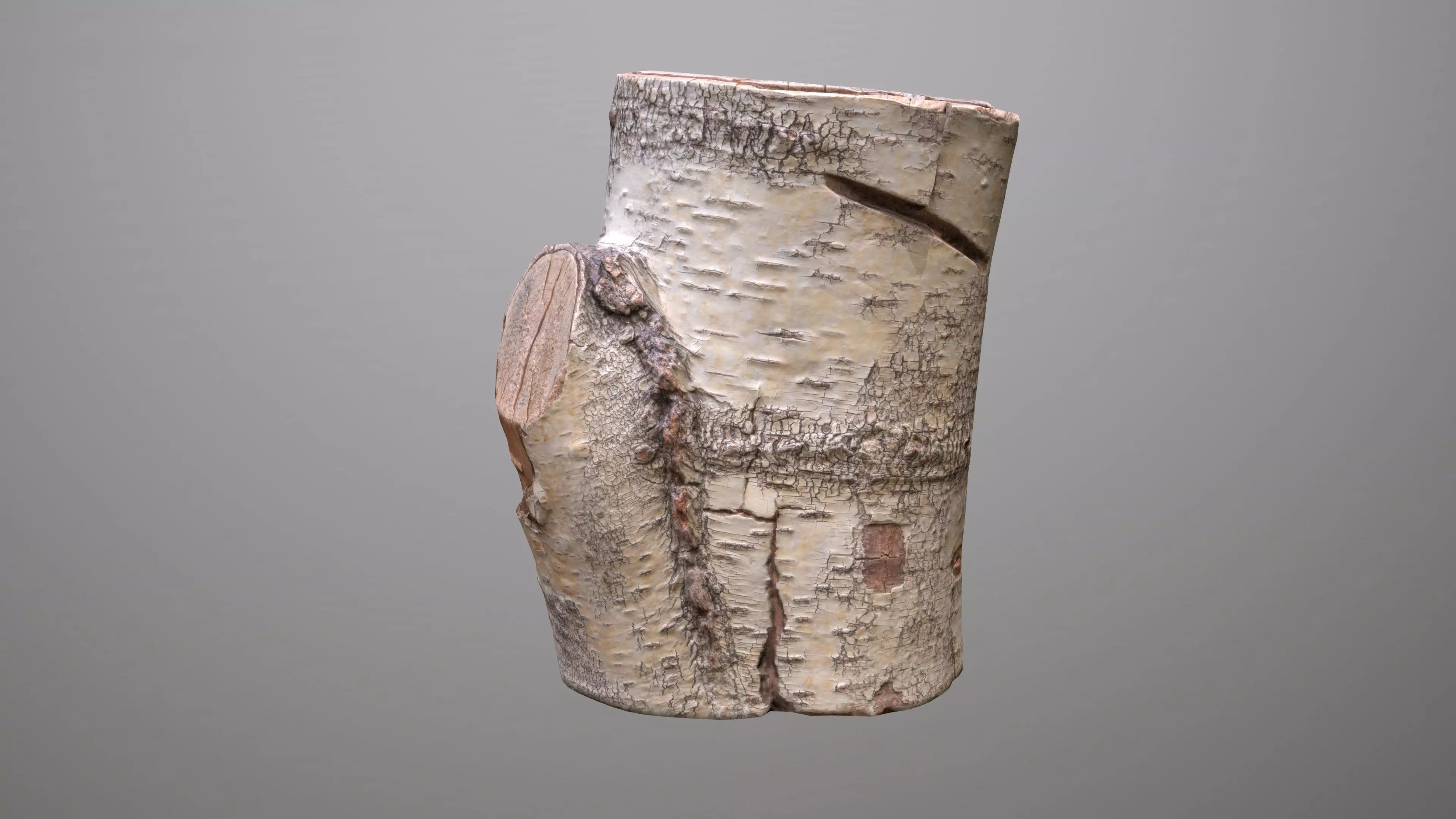 Birch Tree Stump Low-poly 3D model_0