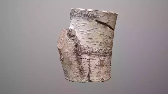 Birch Tree Stump