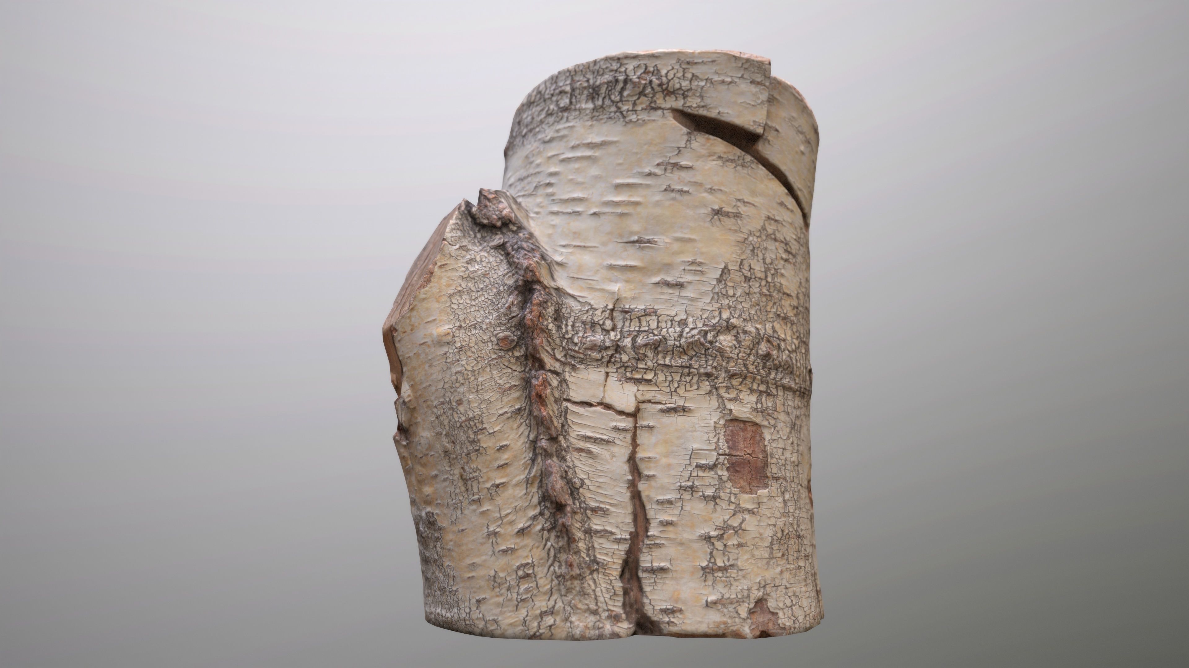 Birch Tree Stump Low-poly 3D model_21