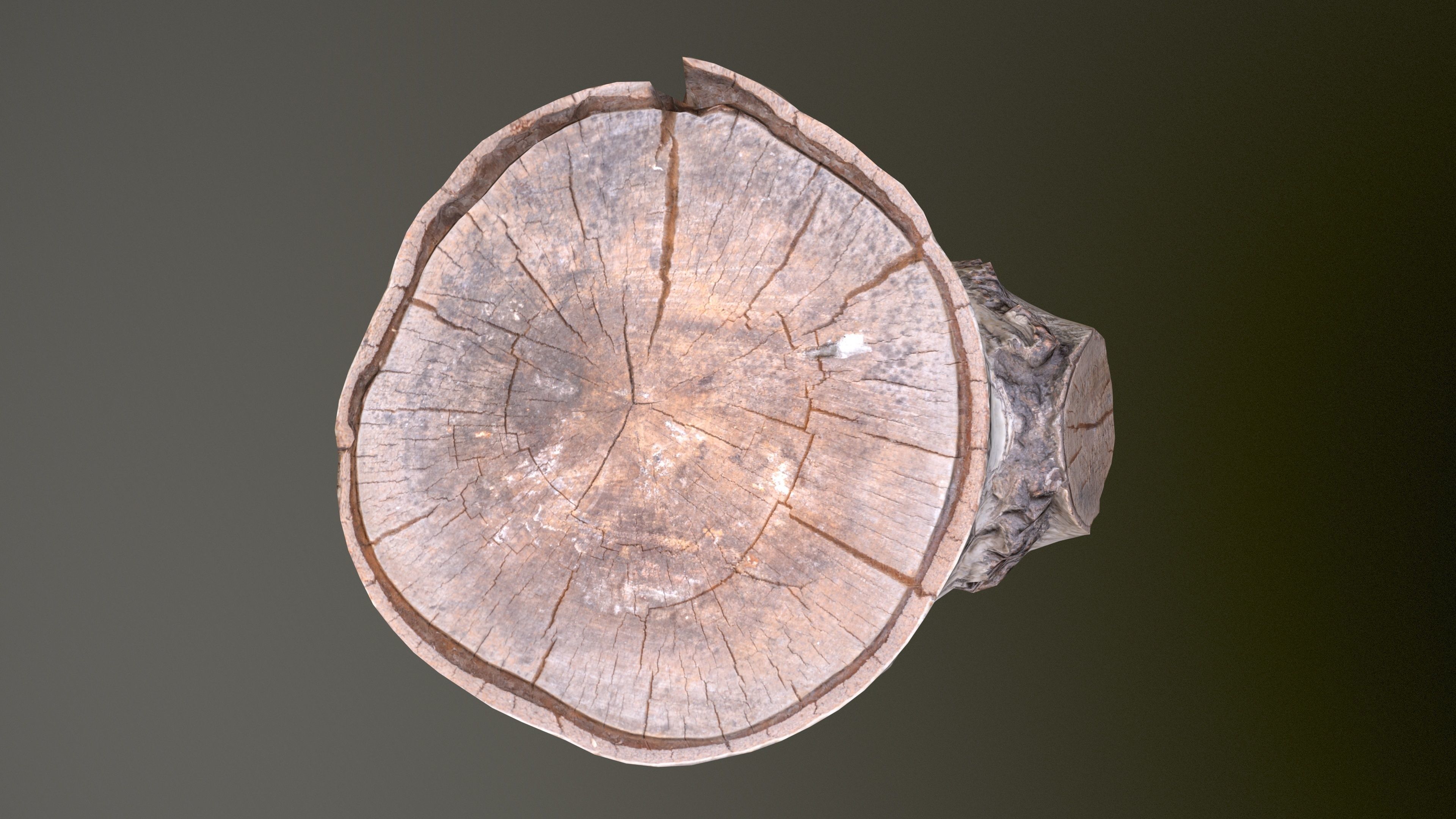 Birch Tree Stump Low-poly 3D model_14