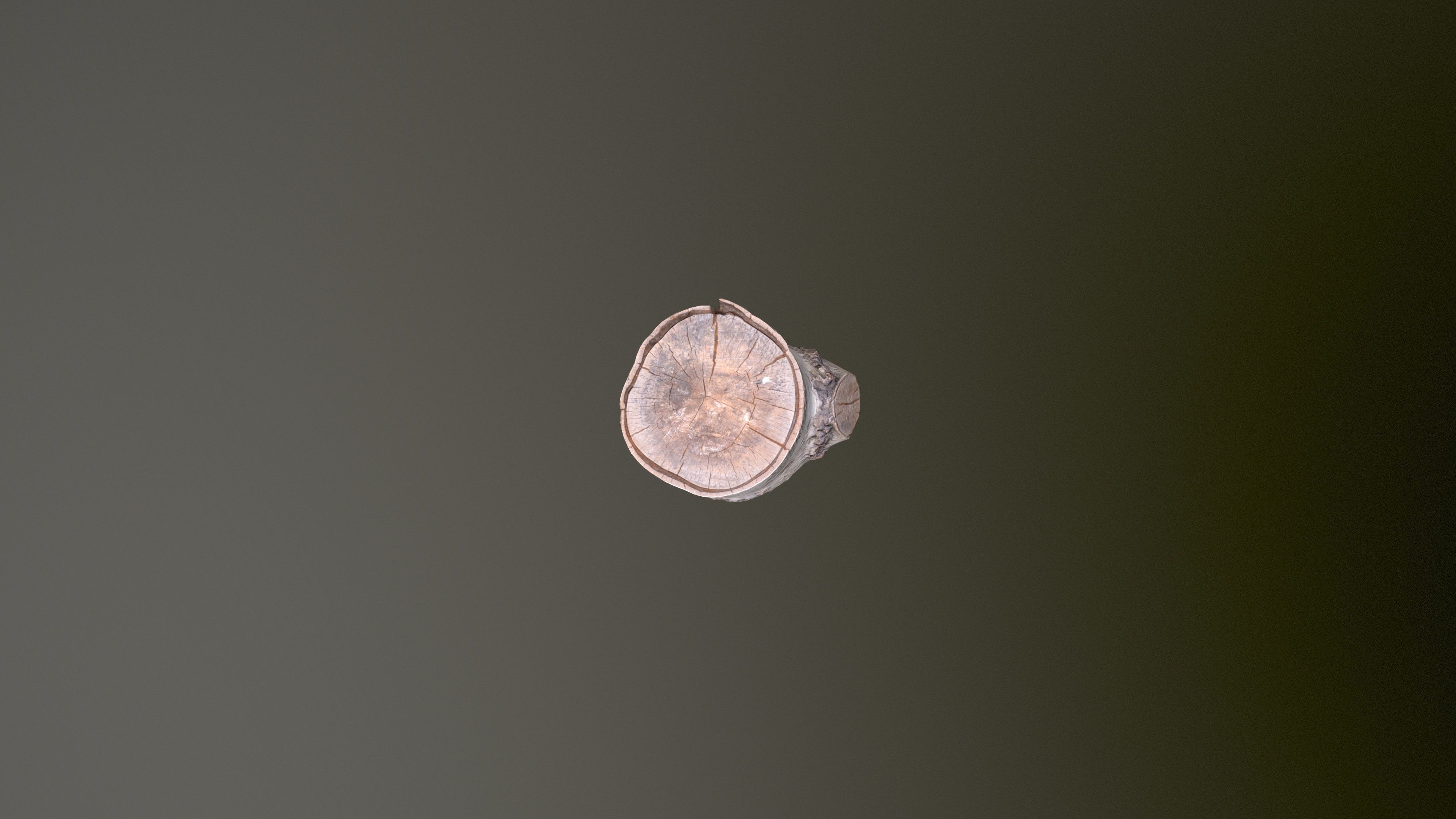 Birch Tree Stump Low-poly 3D model_13