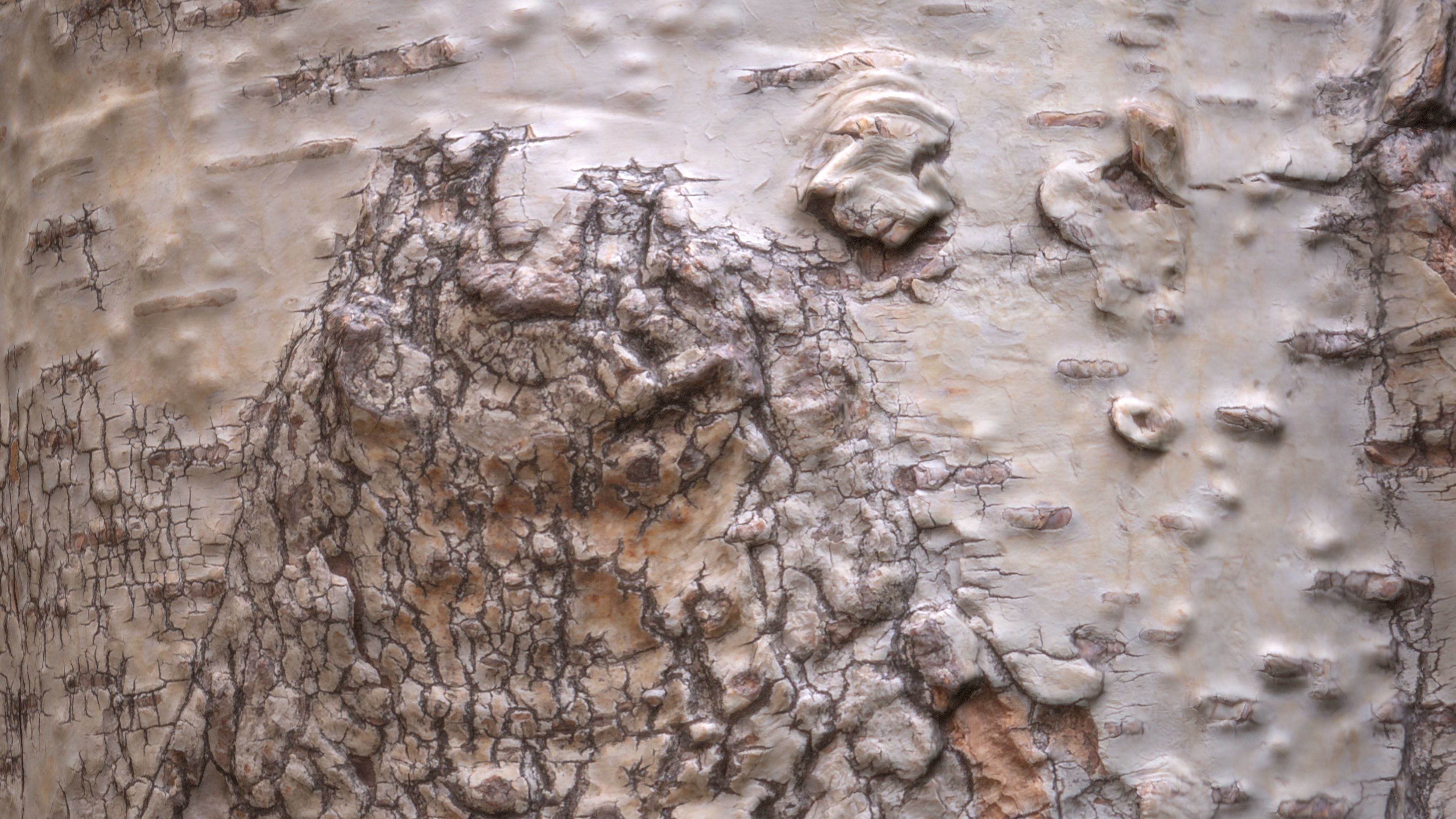 Birch Tree Stump Low-poly 3D model_2